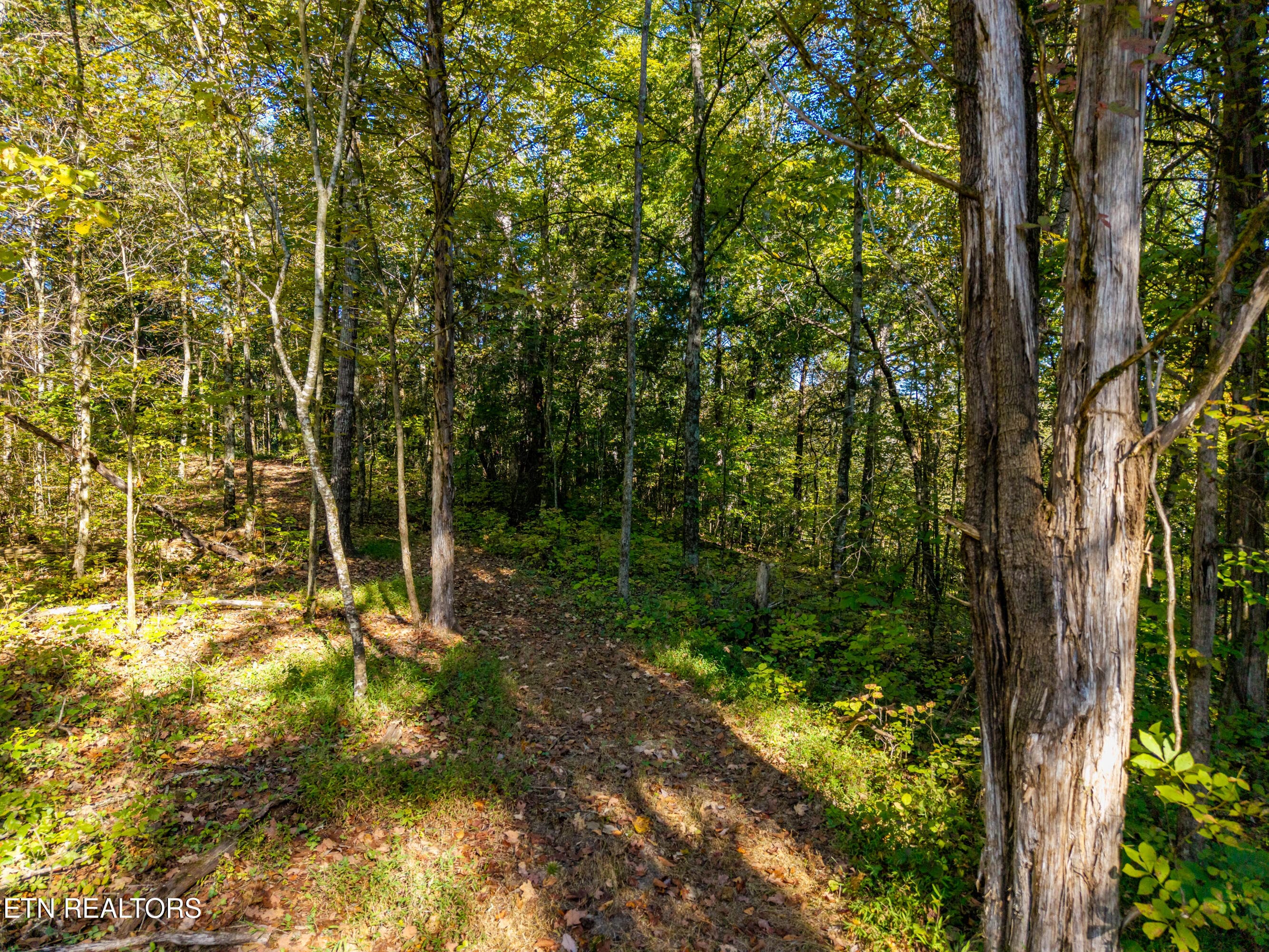 Wooded Trail Through Mature Trees - 136 Denton Rd, Madisonville, TN 37354, Madisonville