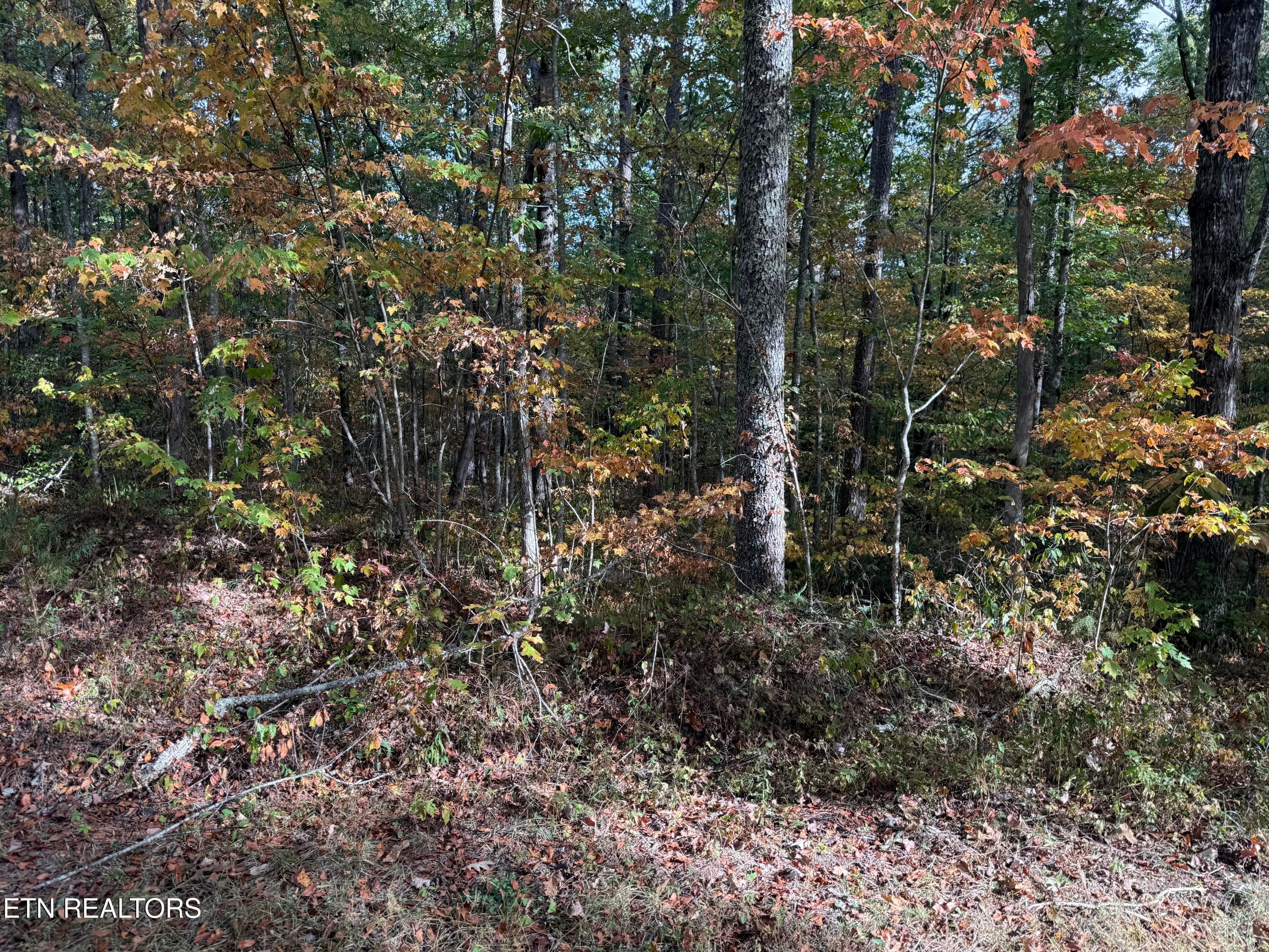 IMG_5863 - Copley Cemetery Rd, Jamestown, TN 38556, Jamestown