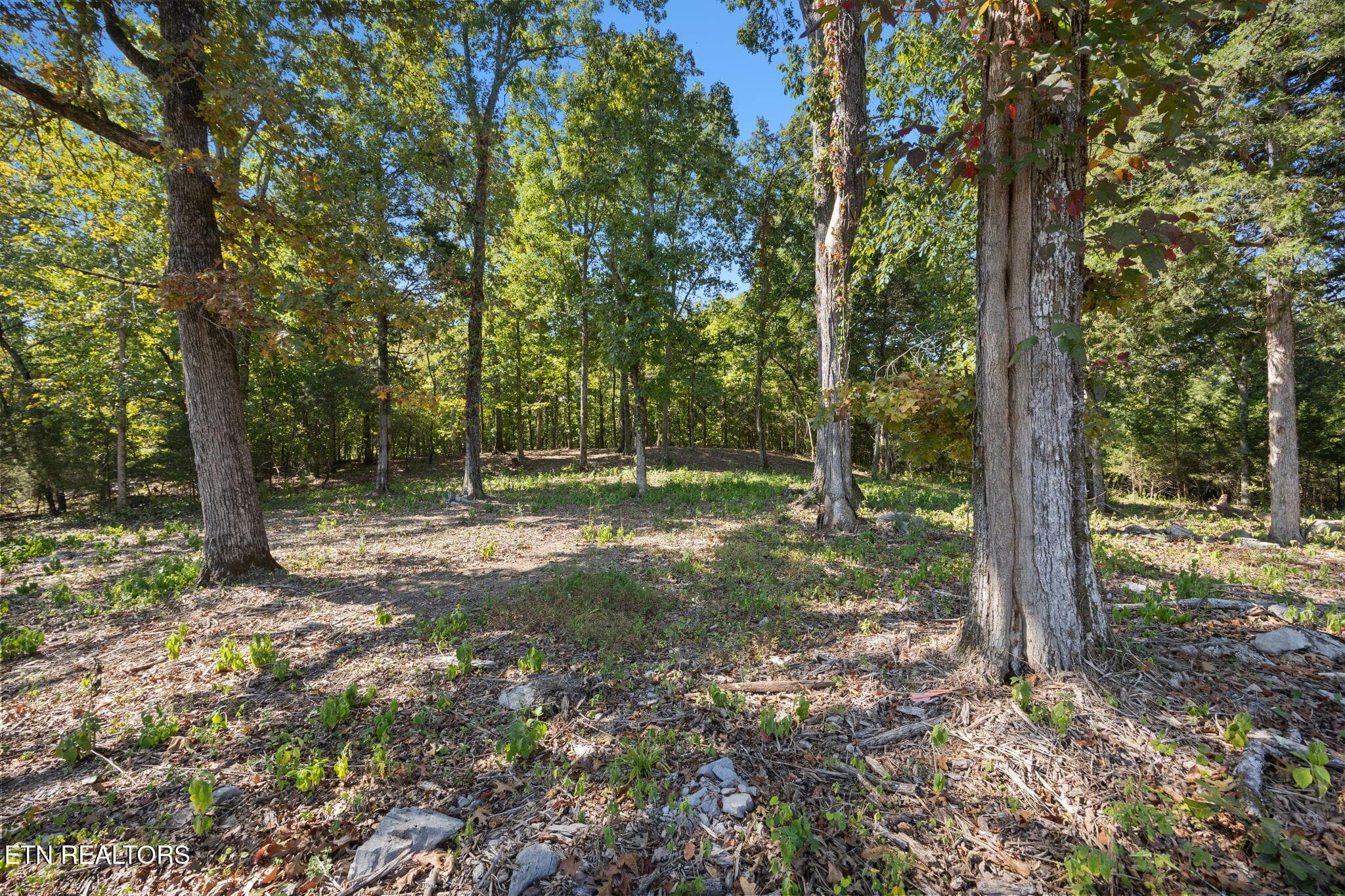 13-web-or-mls-013_110EShore - 110 E Shore Drive, Rockwood, TN 37854, Rockwood
