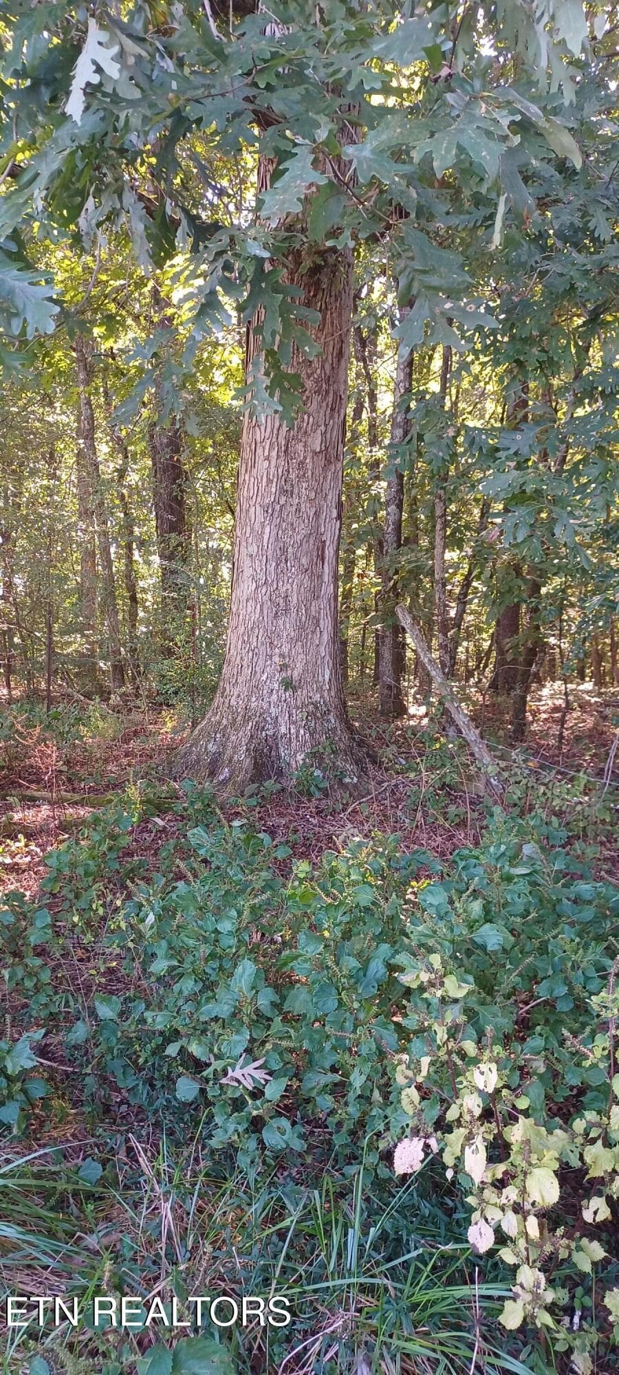 1000024267 - 807 Adkins Rd, Philadelphia, TN 37846, Philadelphia