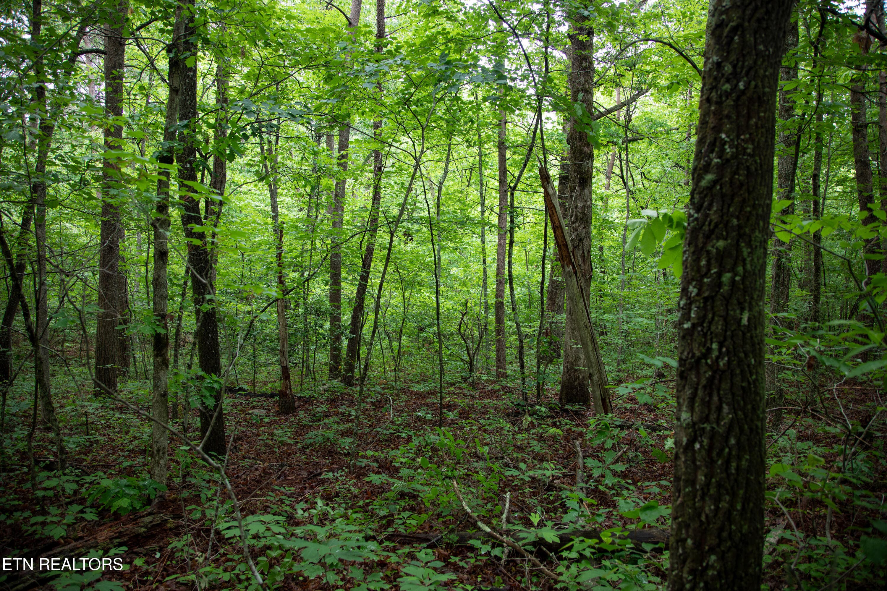 6) 72791-6a29d978cc22b - 0 Lot 6 Cumberland Lakes Drive, Monterey, TN 38574, Monterey