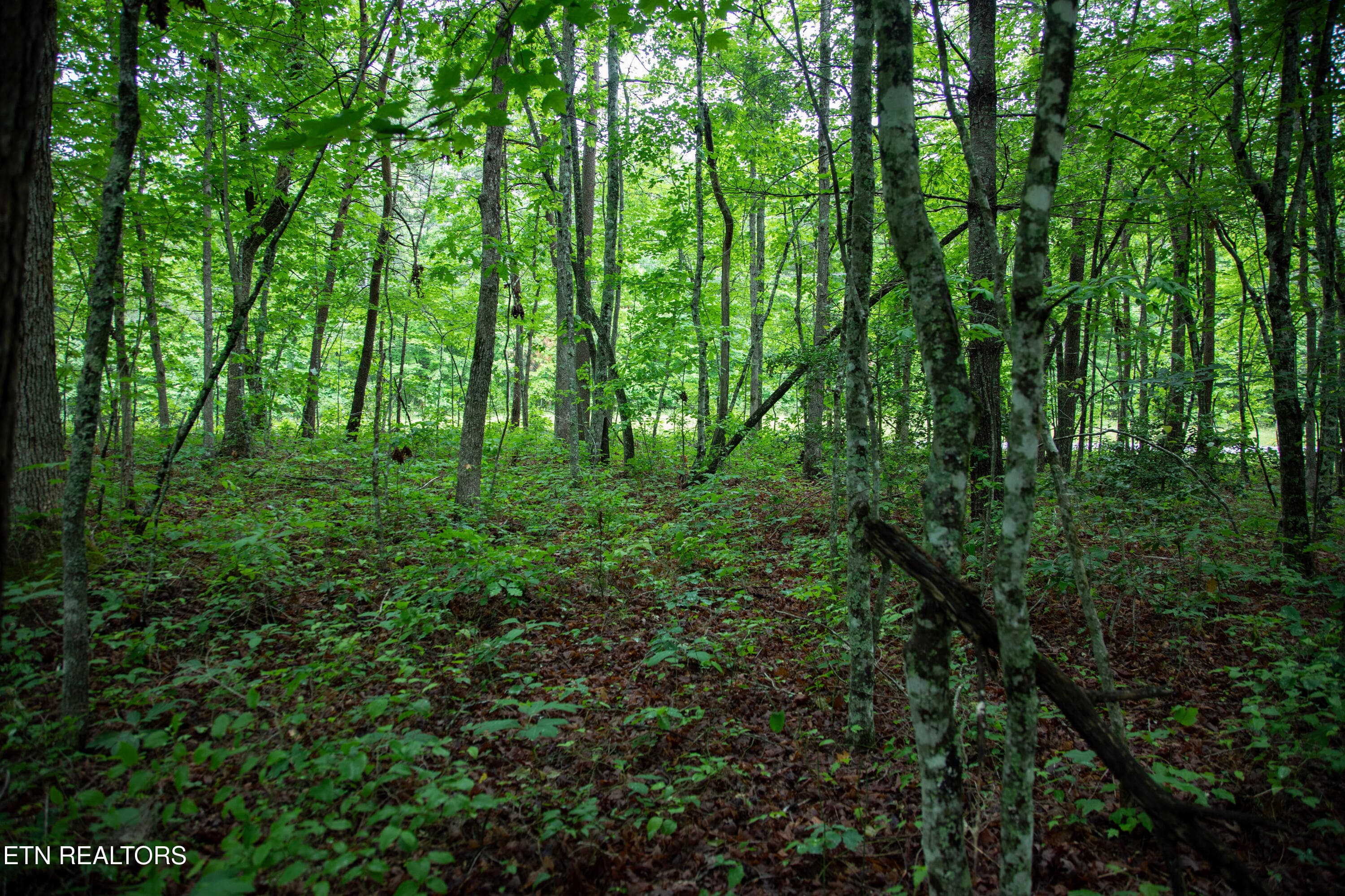 7) 72791-6a29d9756570e - 0 Lot 6 Cumberland Lakes Drive, Monterey, TN 38574, Monterey