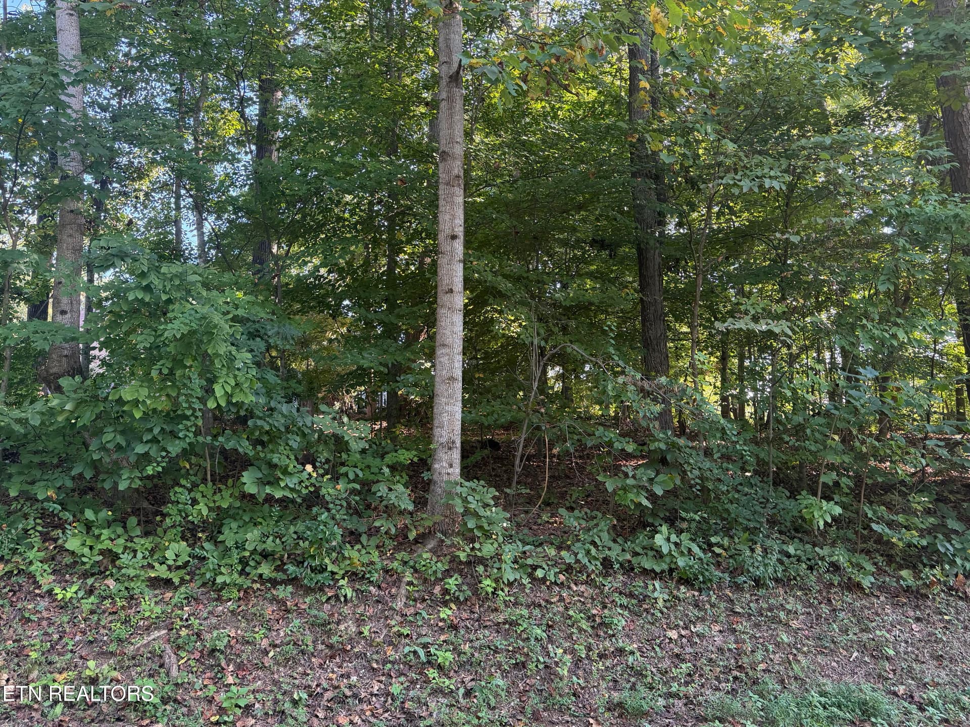 IMG_6512 - 204 Kawatuska Lane, Loudon, TN 37774