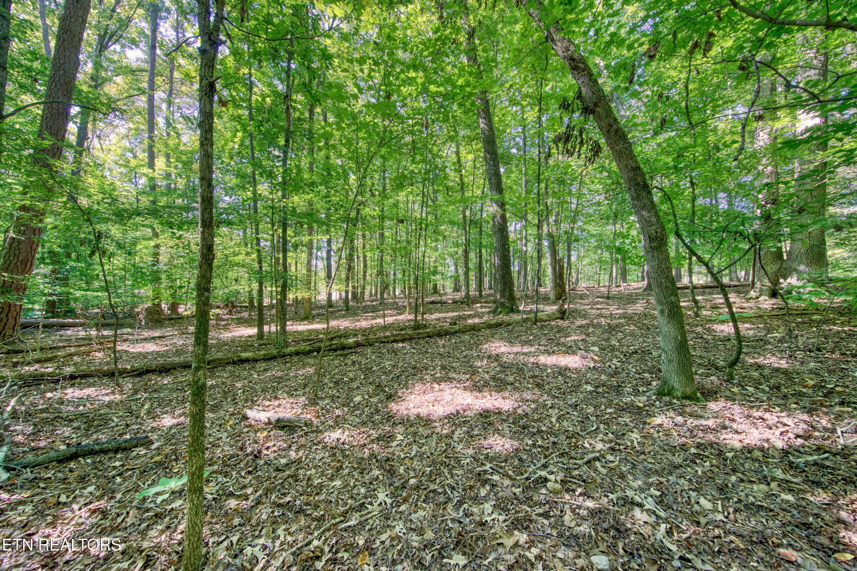 0H3A6943_27 - 1549 Wise Way, Dandridge, TN 37725, Dandridge