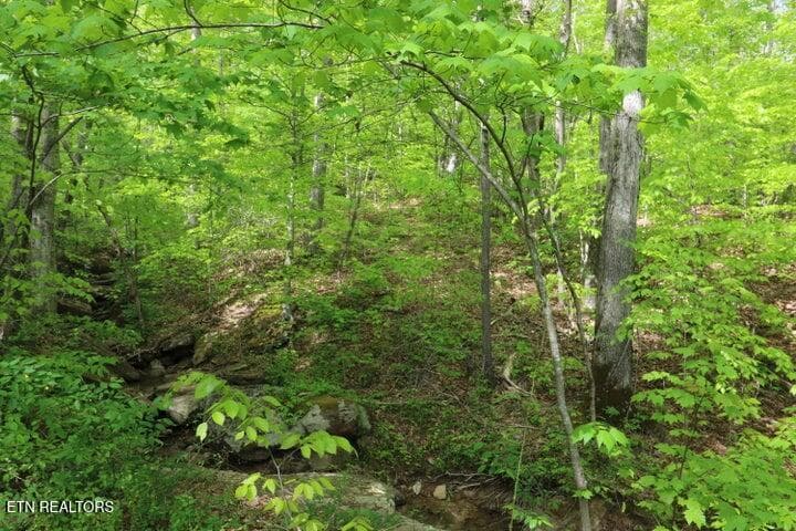 20191025200349190703000000-o (1) - 669 Low Gap Rd, Helenwood, TN 37755, Helenwood