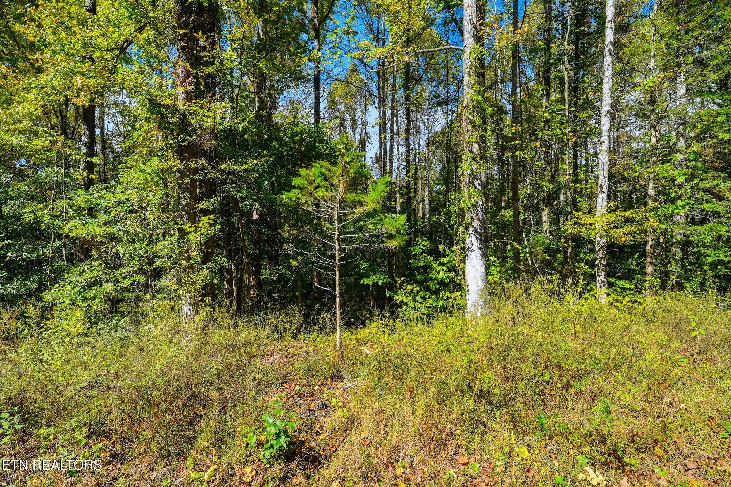 Land pic - Lot 1 Timber Lake Drive, Cosby, TN 37722, Cosby
