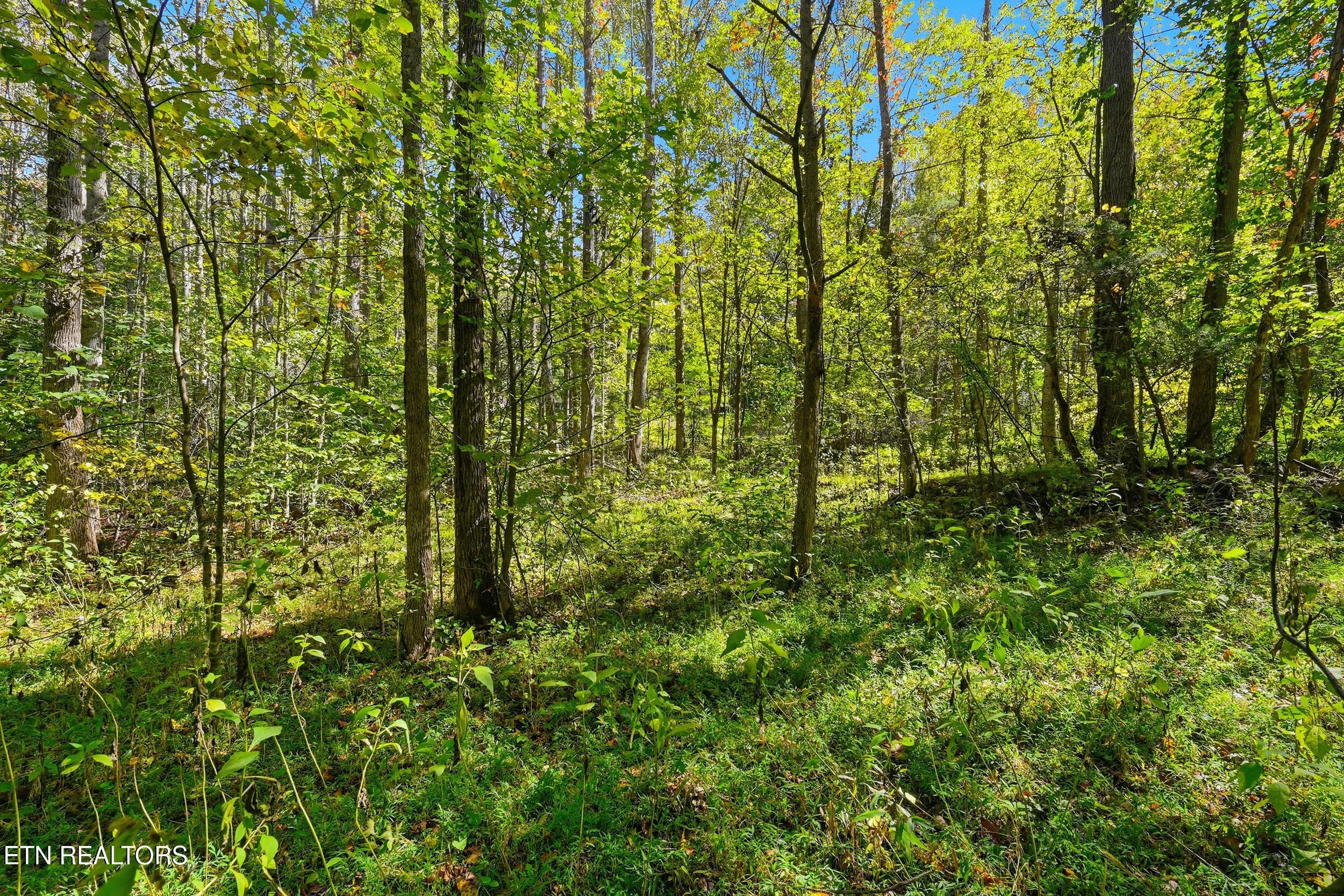 Land pic - Lot 1 Timber Lake Drive, Cosby, TN 37722, Cosby