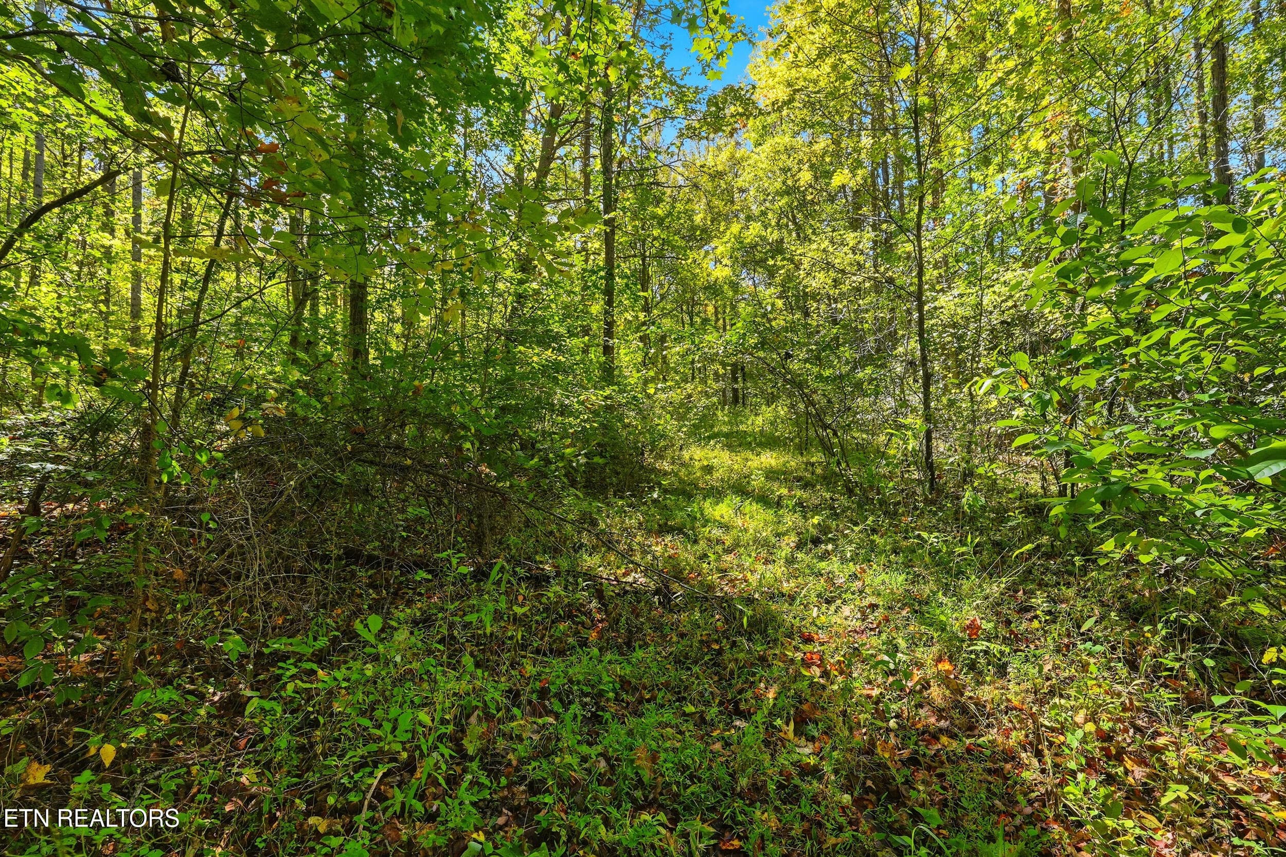 Land pic - Lot 1 Timber Lake Drive, Cosby, TN 37722, Cosby