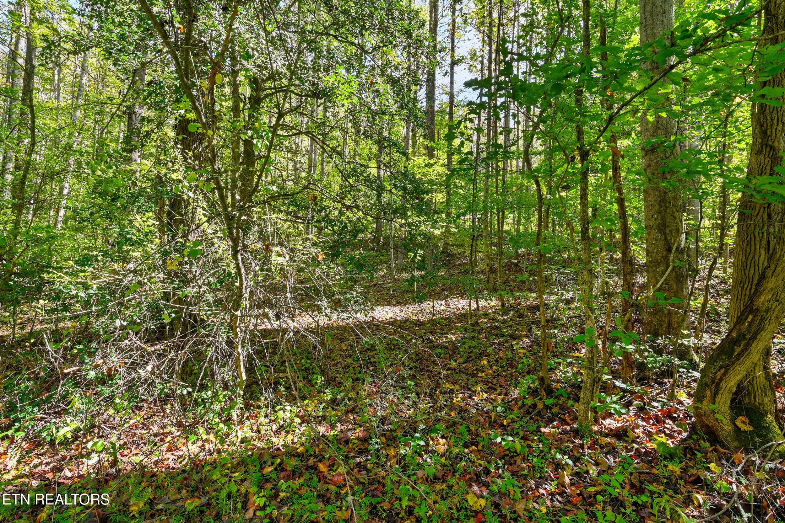 Land pic - Lot 1 Timber Lake Drive, Cosby, TN 37722, Cosby