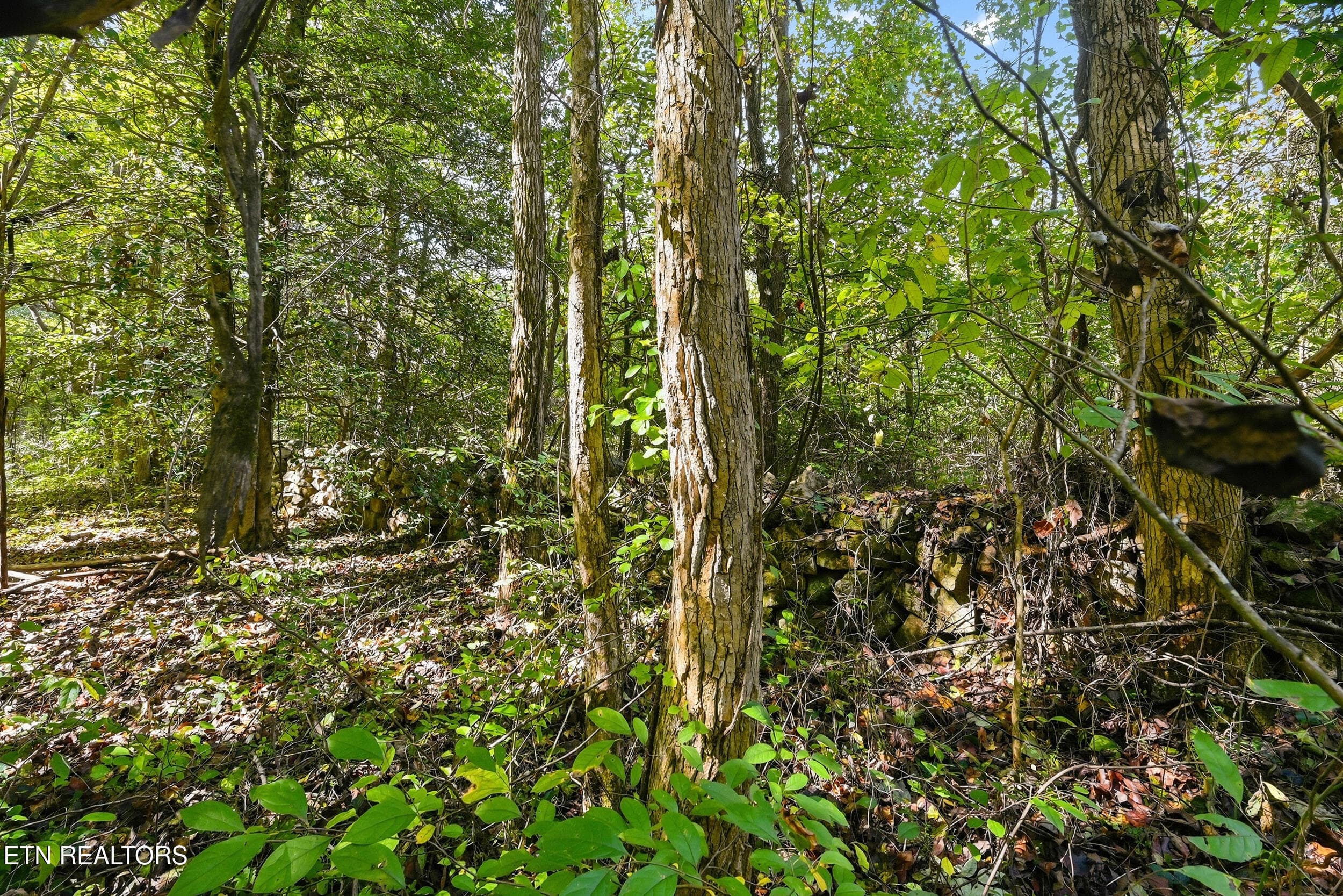 Land pic - Lot 1 Timber Lake Drive, Cosby, TN 37722, Cosby