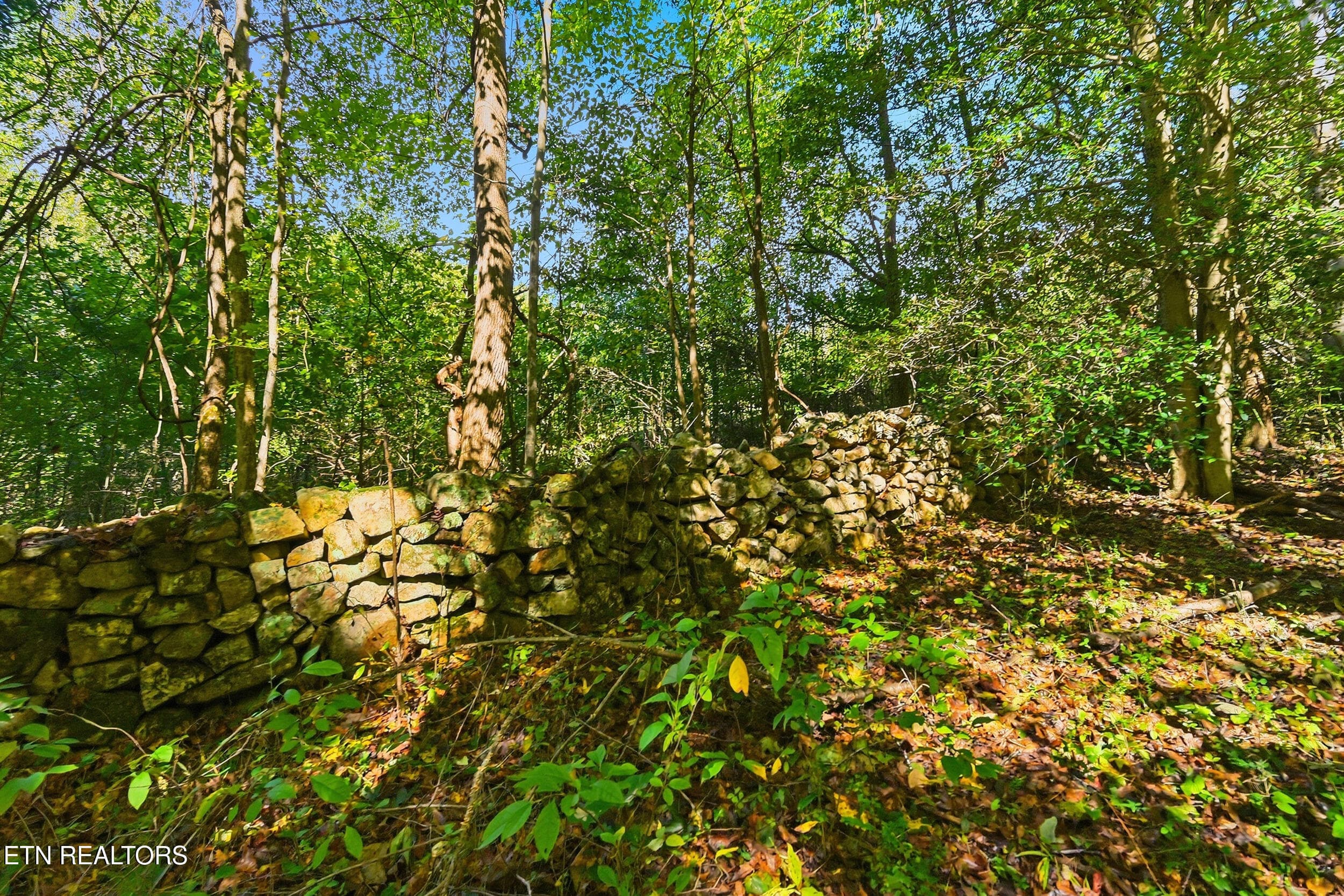Land pic - Lot 1 Timber Lake Drive, Cosby, TN 37722, Cosby