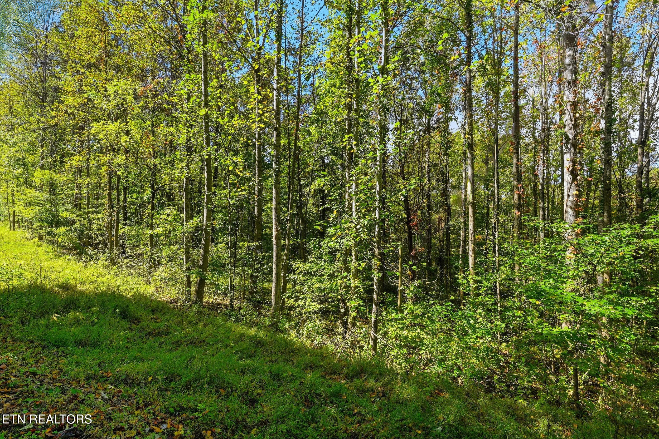Land pic - Lot 2 Timber Lake Drive, Cosby, TN 37722, Cosby