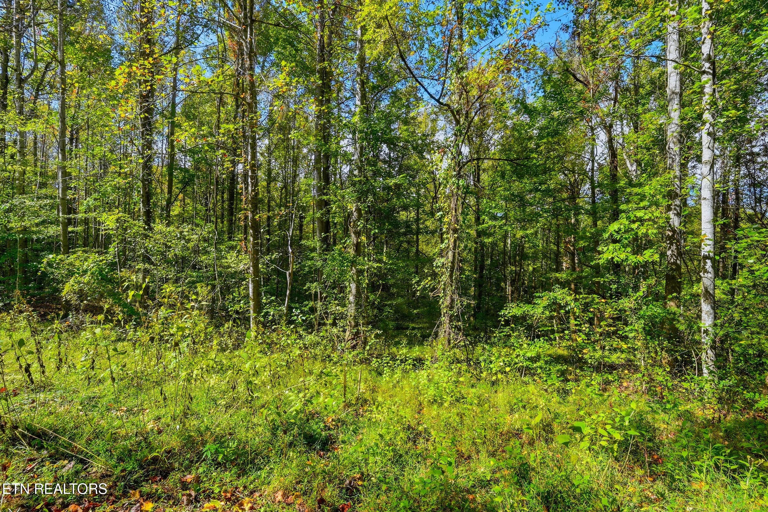 Land pic - Lot 2 Timber Lake Drive, Cosby, TN 37722, Cosby
