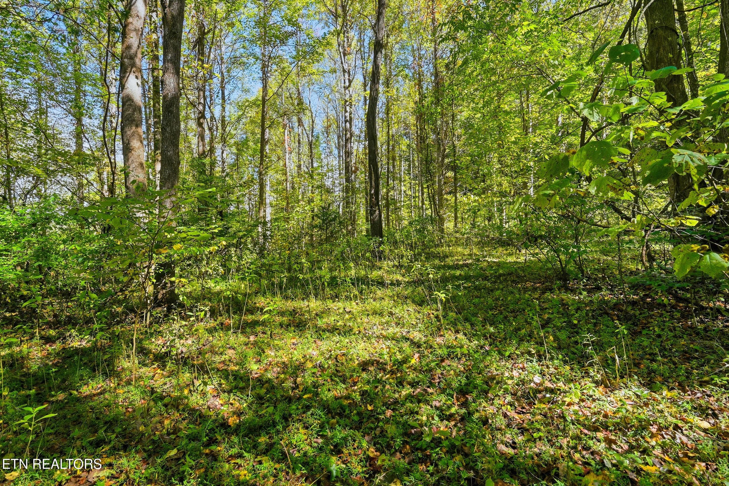 Land pic - Lot 2 Timber Lake Drive, Cosby, TN 37722, Cosby