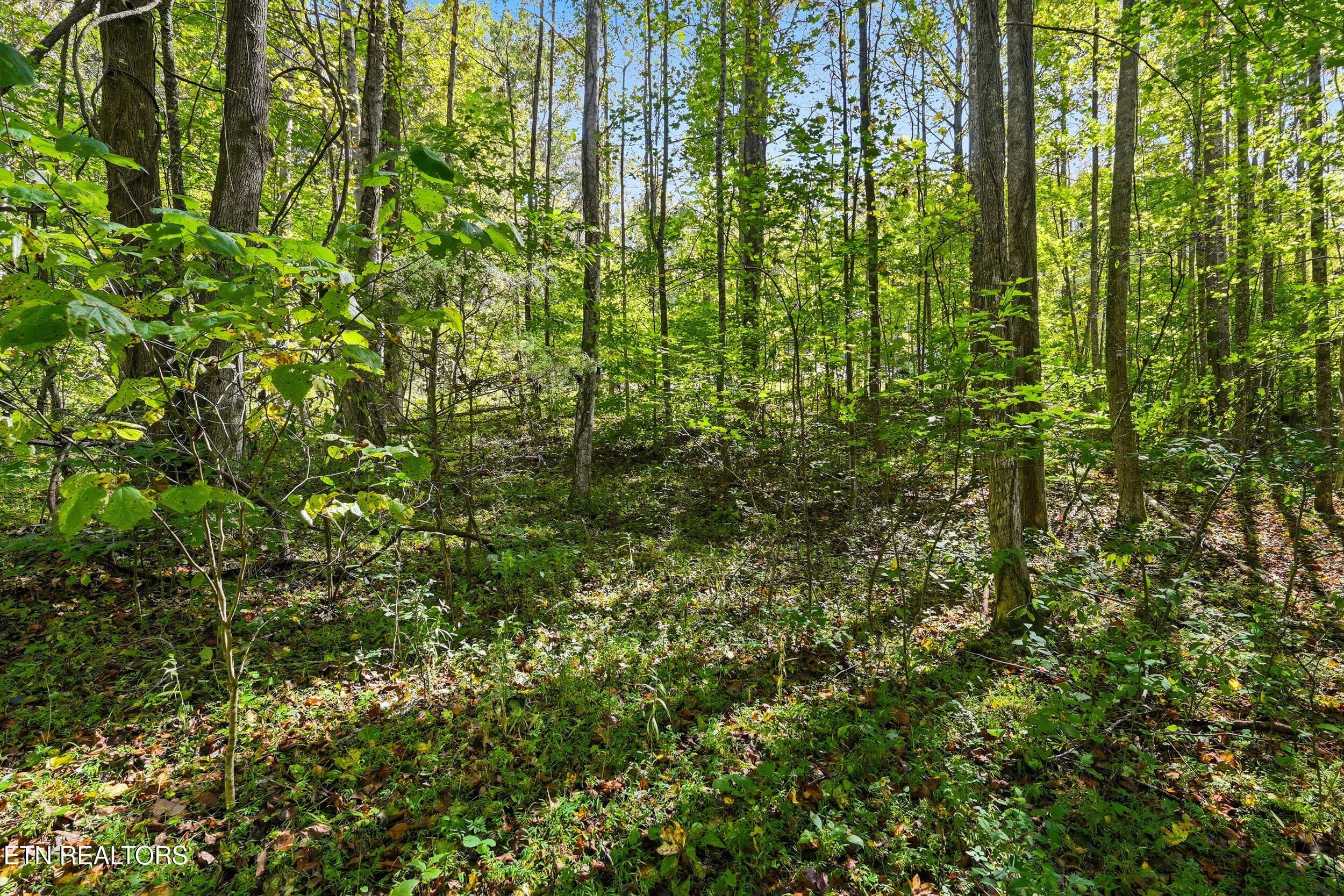 Land pic - Lot 2 Timber Lake Drive, Cosby, TN 37722, Cosby