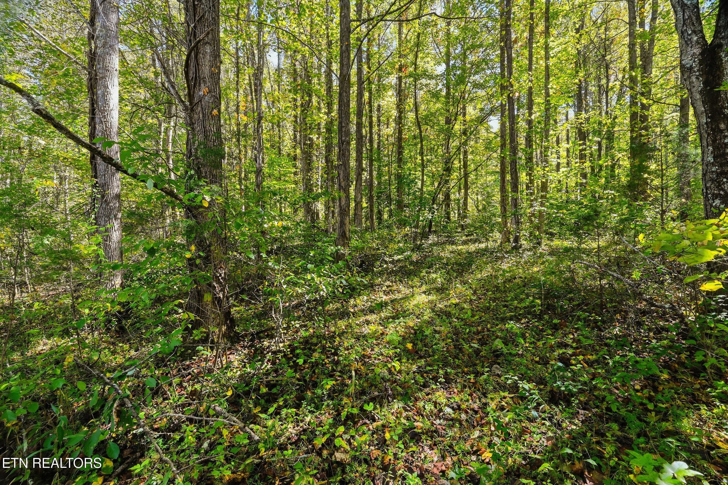 Land pic - Lot 2 Timber Lake Drive, Cosby, TN 37722, Cosby