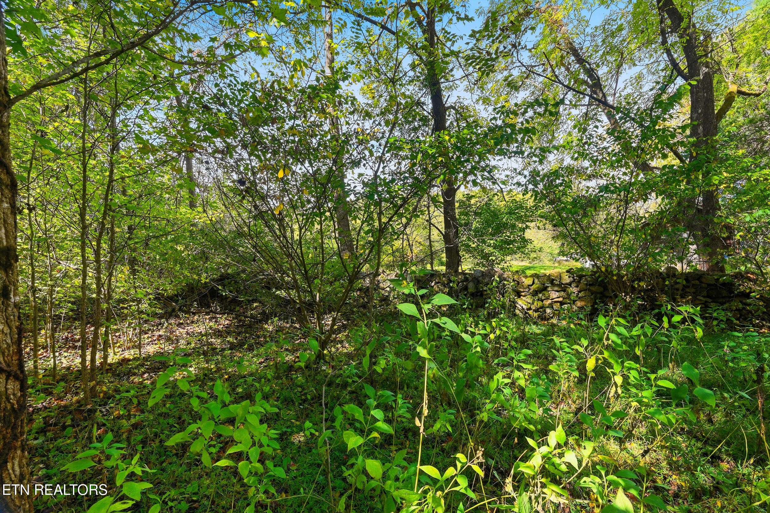 Land pic - Lot 2 Timber Lake Drive, Cosby, TN 37722, Cosby
