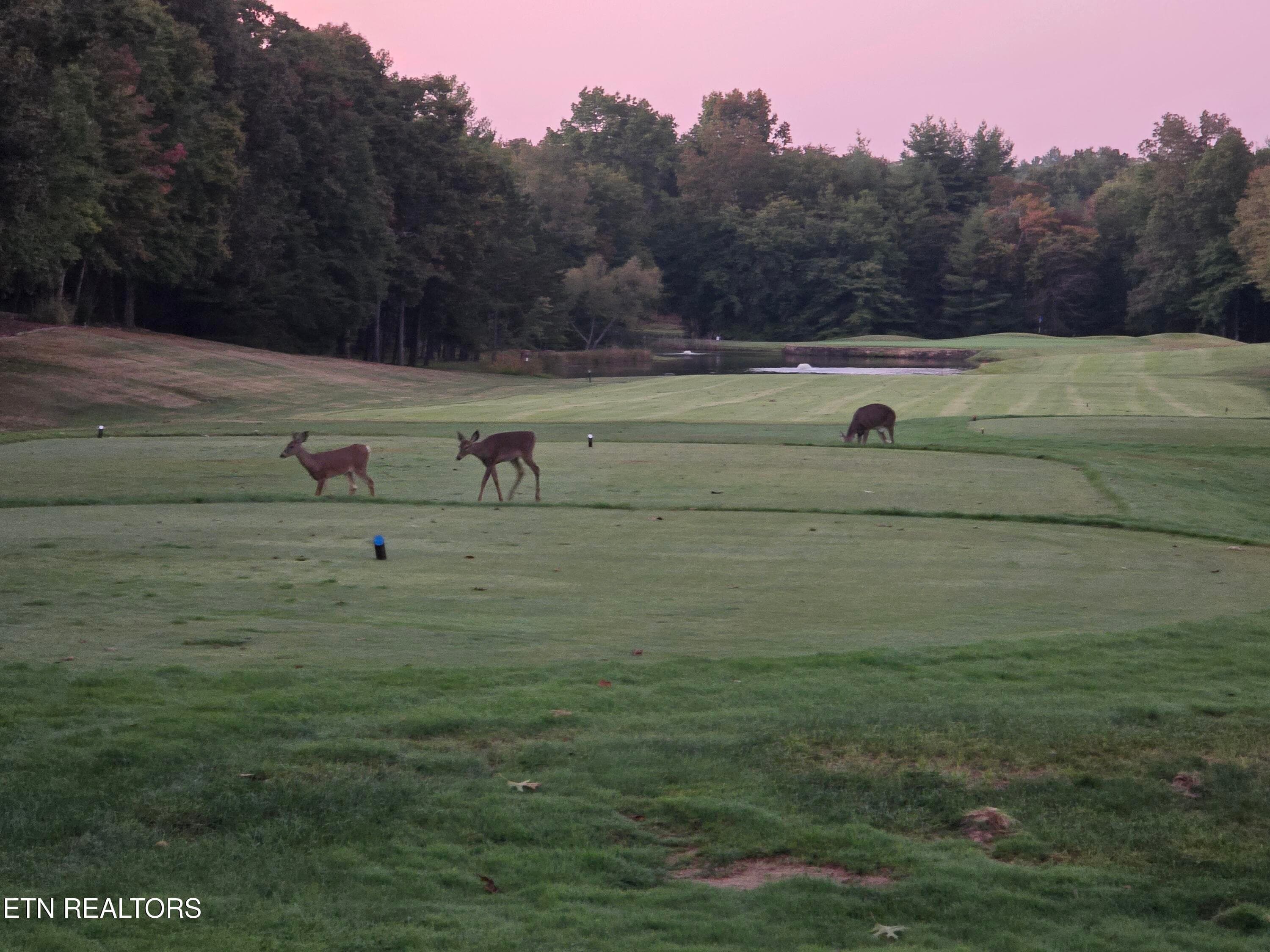 LATE EVENING WALKING COMPANIONS - 207 Forest Hill Drive, Crossville, TN 38558, Crossville