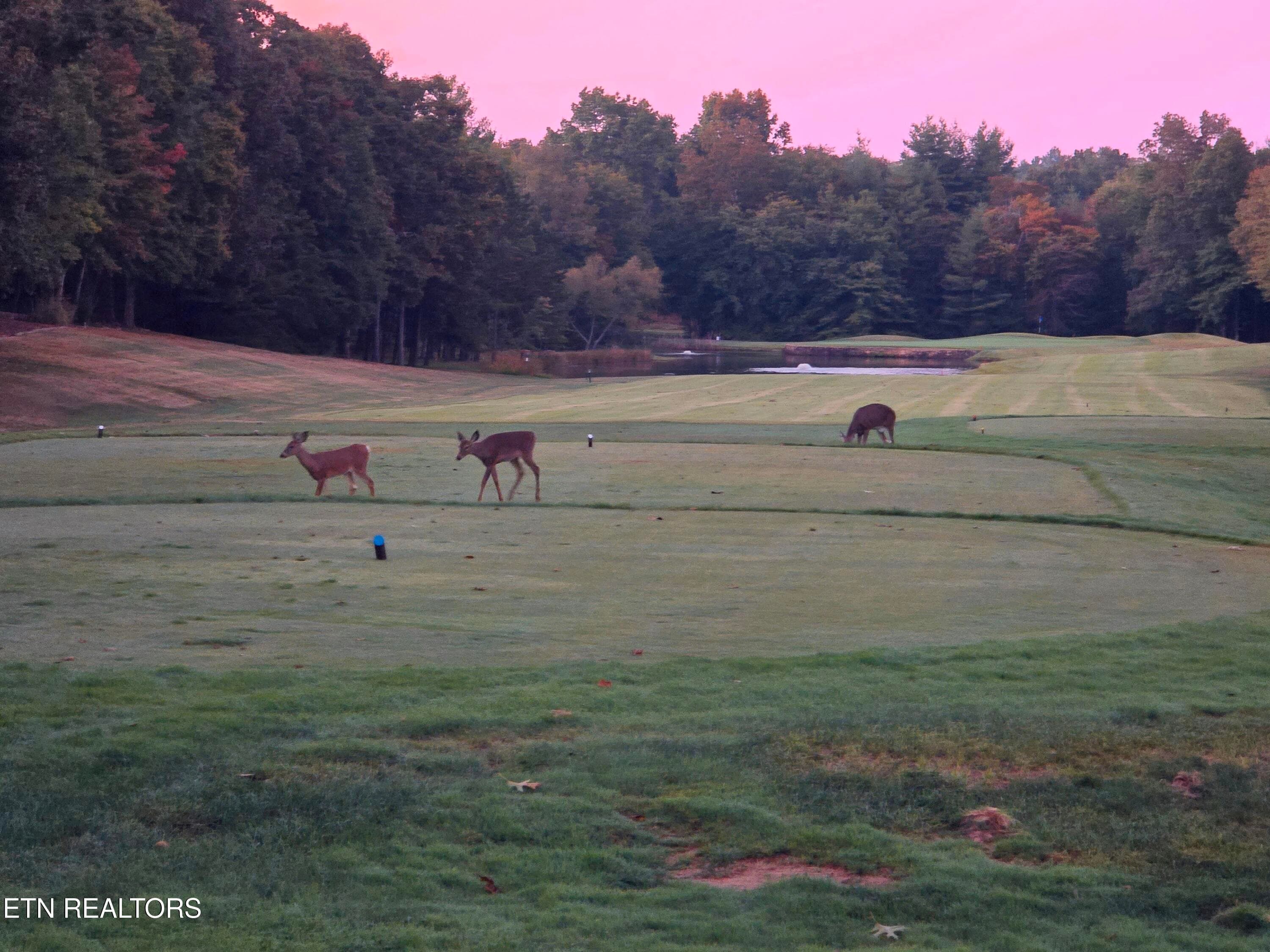 TWILIGHT WITH DEER - 207 Forest Hill Drive, Crossville, TN 38558, Crossville