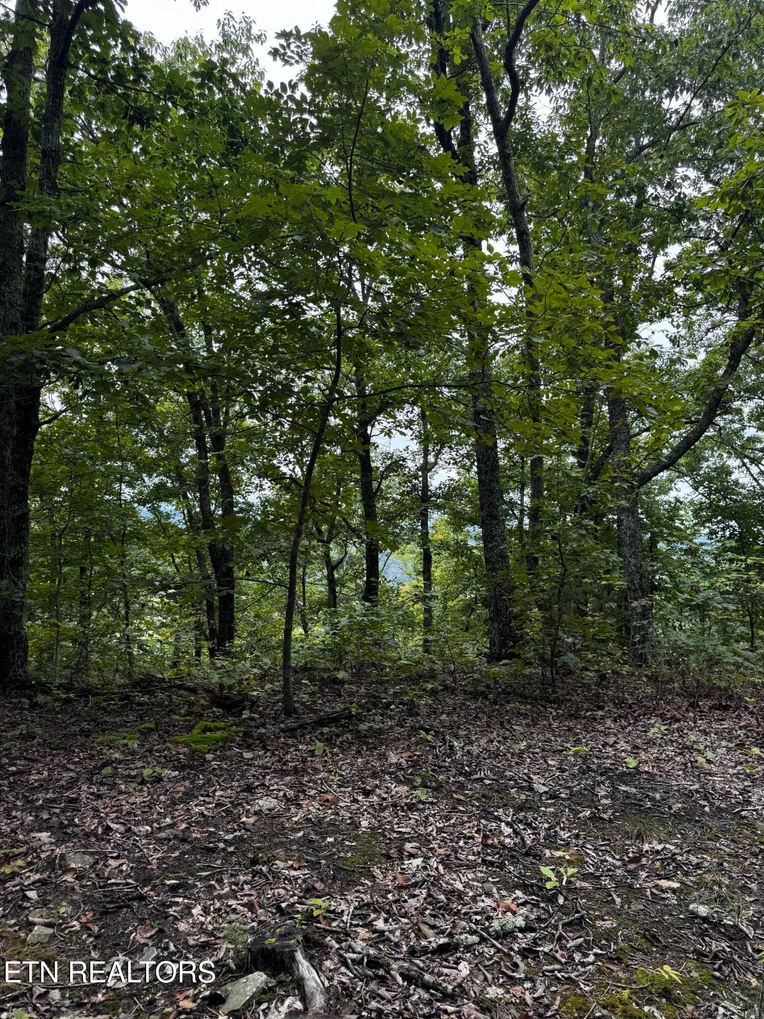 Near the ridge of property for overlooks - Decatur Hwy, Kingston, TN 37763
