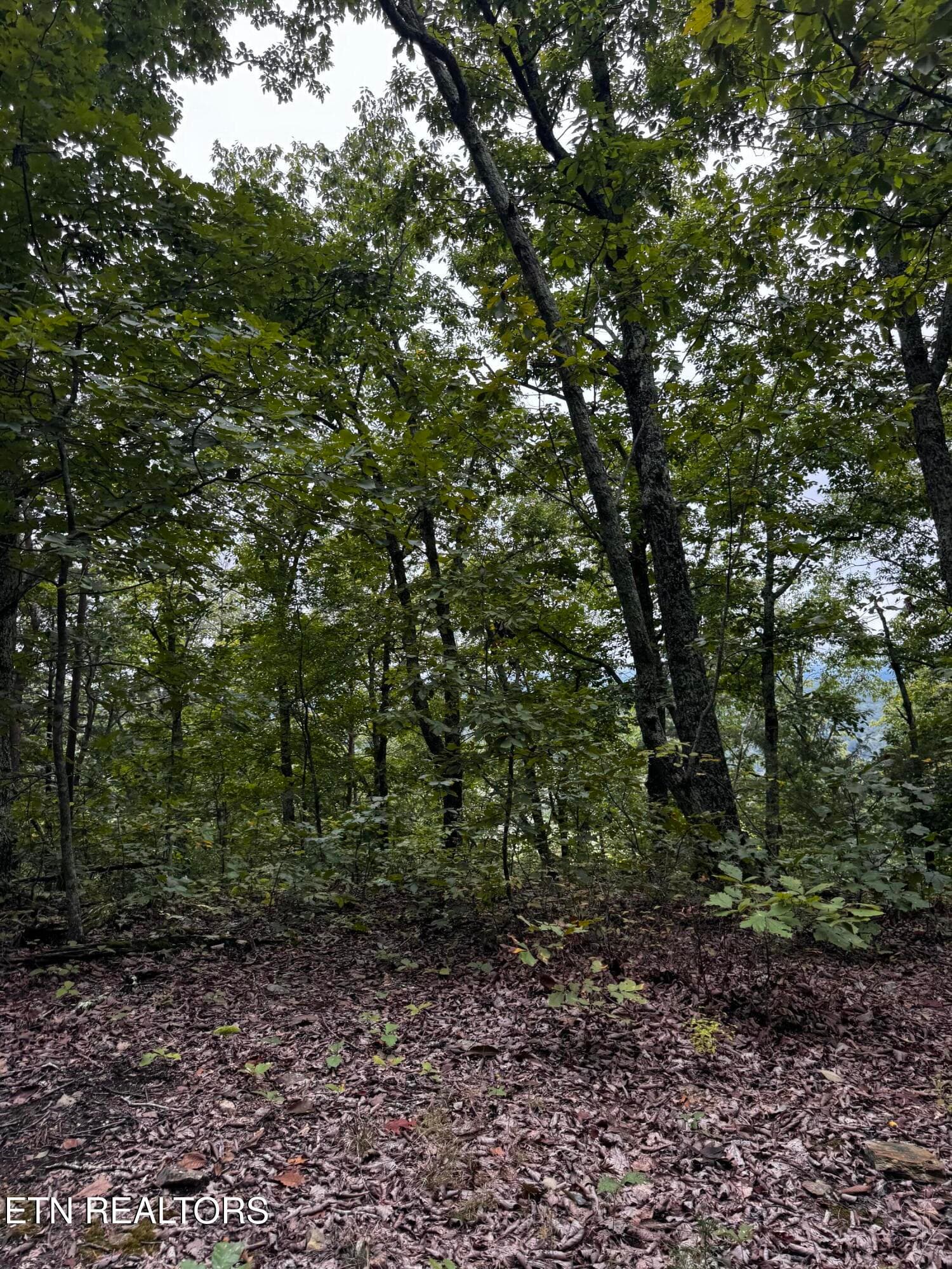 Near the ridge of property for overlooks - Decatur Hwy, Kingston, TN 37763