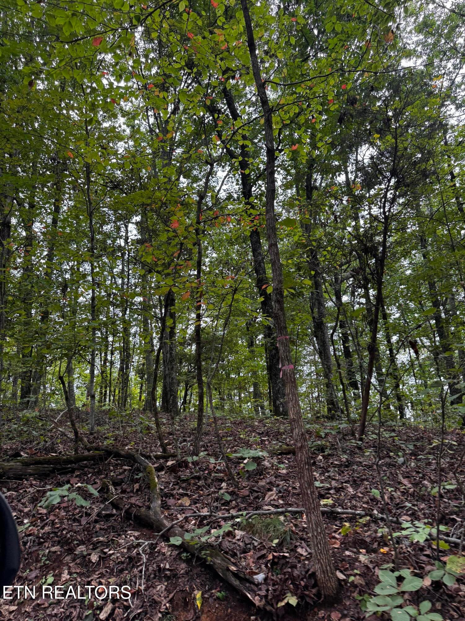 Along the ridge for overlooks - Decatur Hwy, Kingston, TN 37763