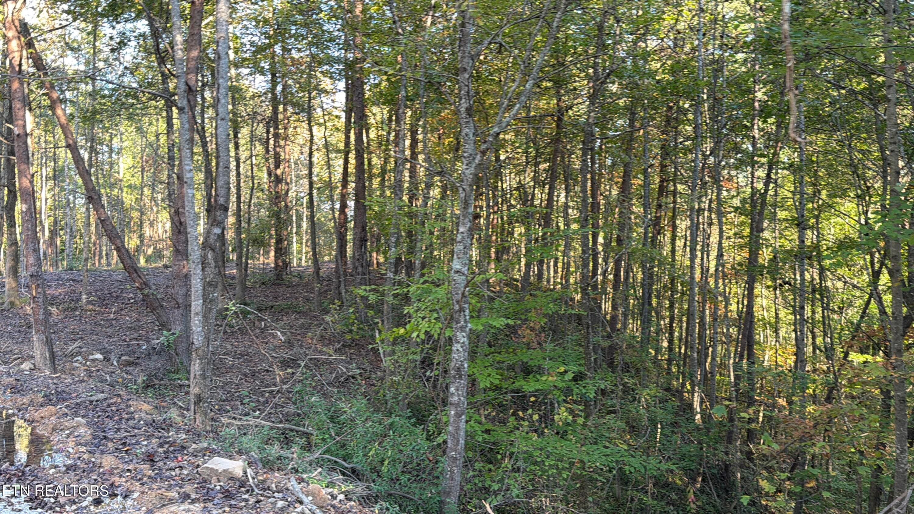 IMG_4031(1) - 0 Sled Creek Rd, Duff, TN 37729, Duff