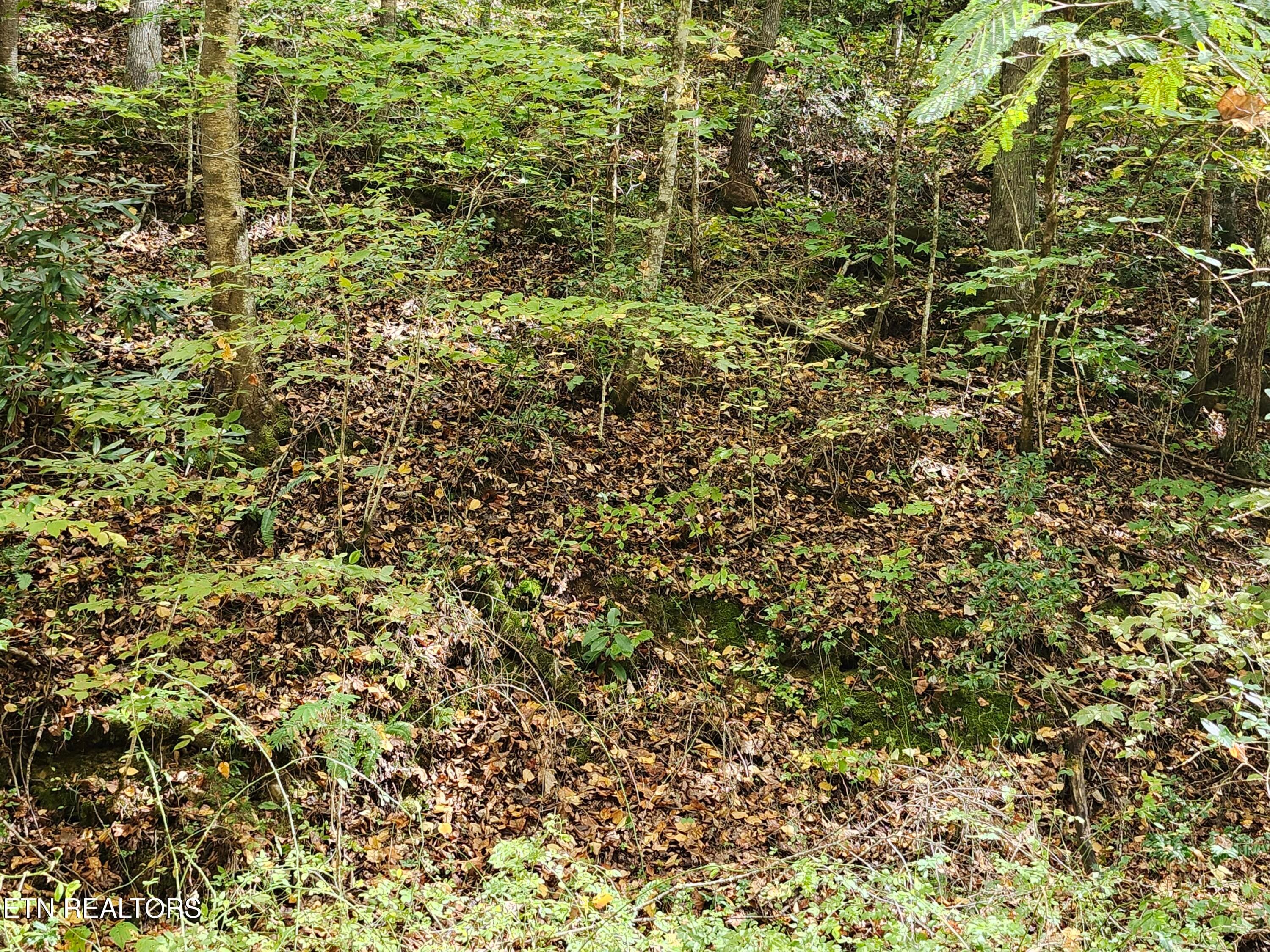20261017_144348 - 4121 S Boogertown Rd, Pigeon Forge, TN 37876