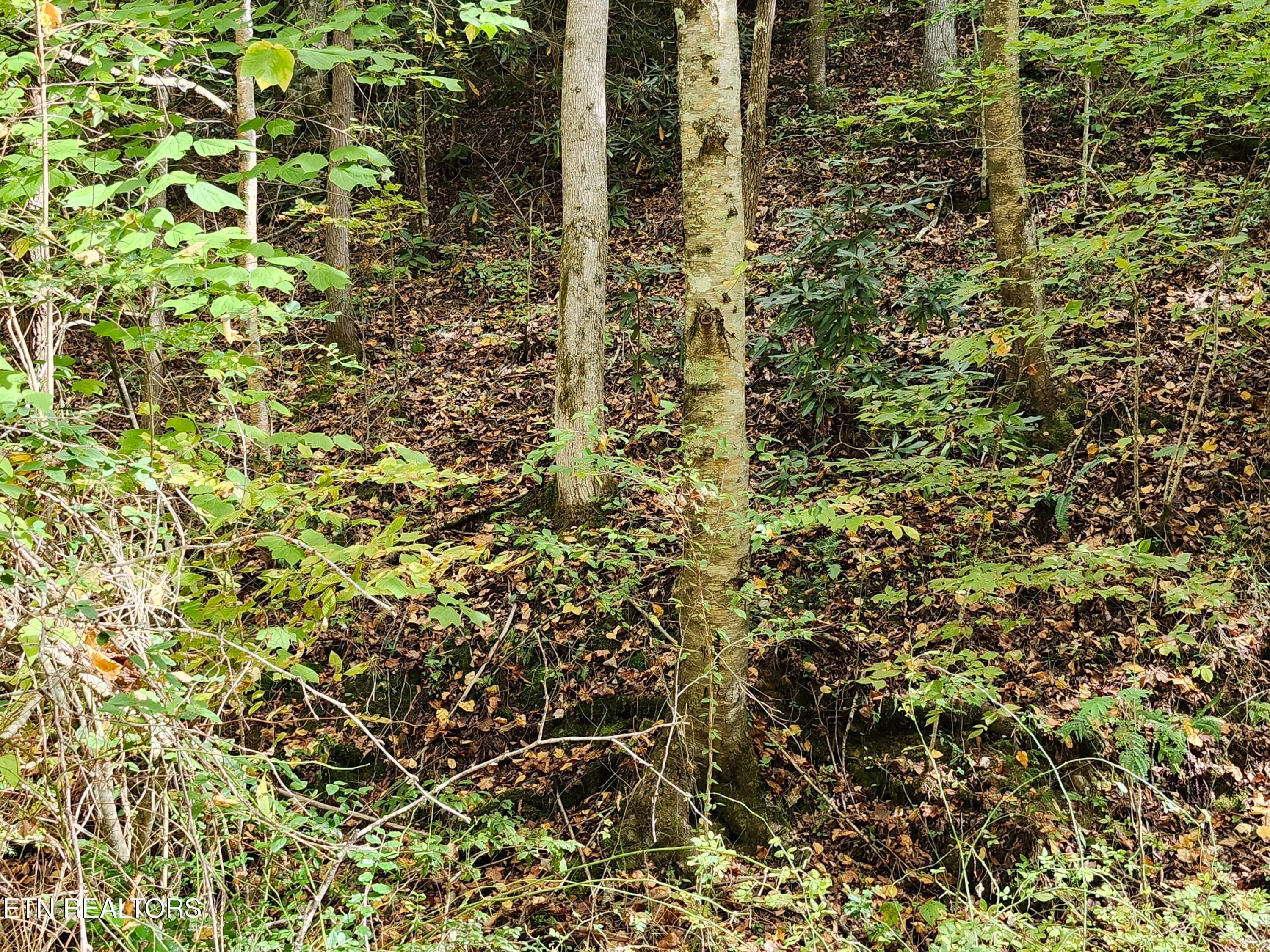 20261017_144342 - 4121 S Boogertown Rd, Pigeon Forge, TN 37876
