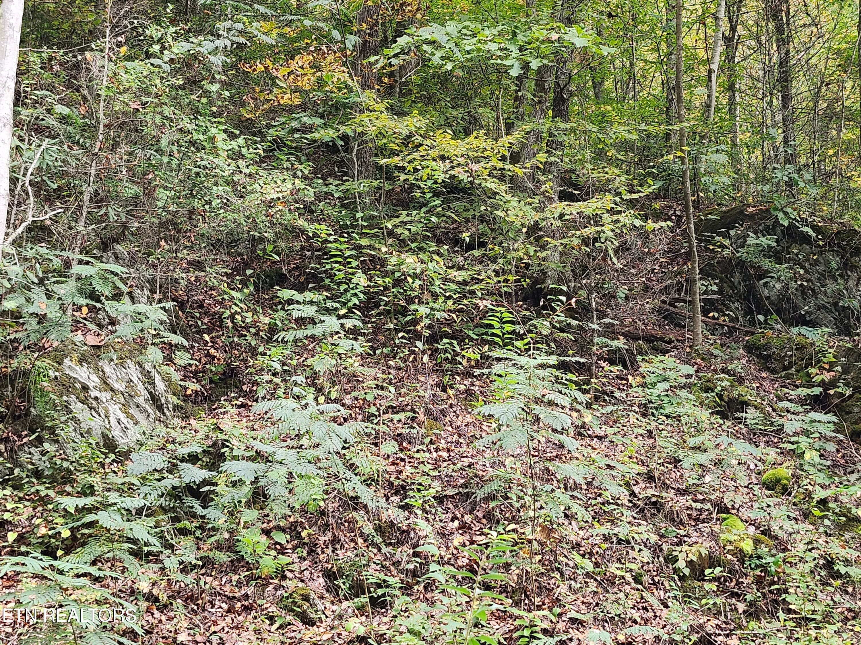 20261017_144133 - 4121 S Boogertown Rd, Pigeon Forge, TN 37876