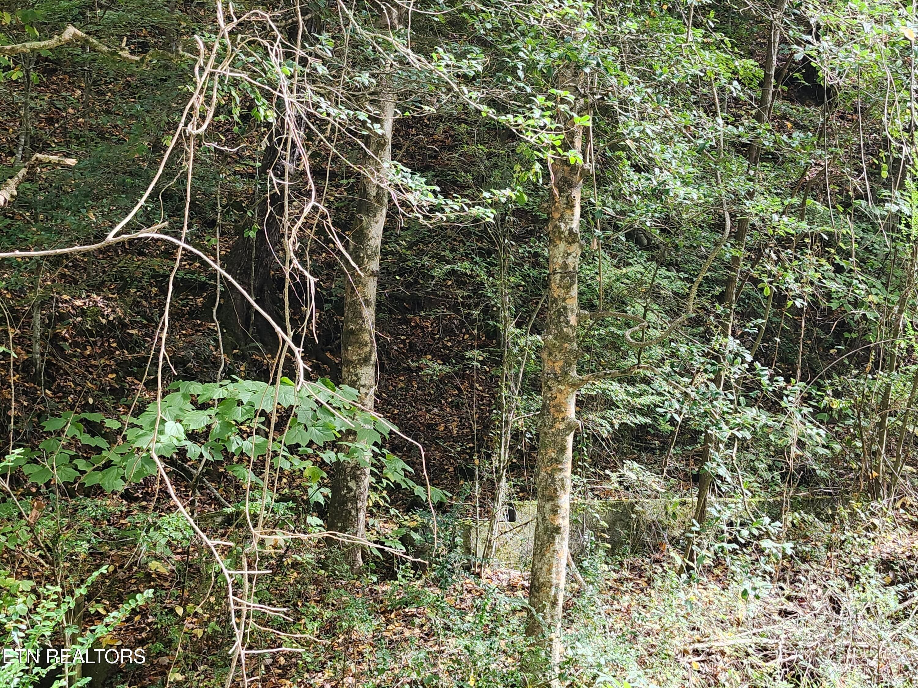 20261017_144034 - 4121 S Boogertown Rd, Pigeon Forge, TN 37876