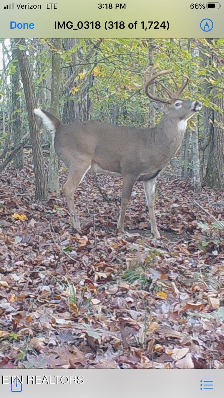 IMG_1309 - 0 Greever Hollow Rd, Tazewell, TN 37879