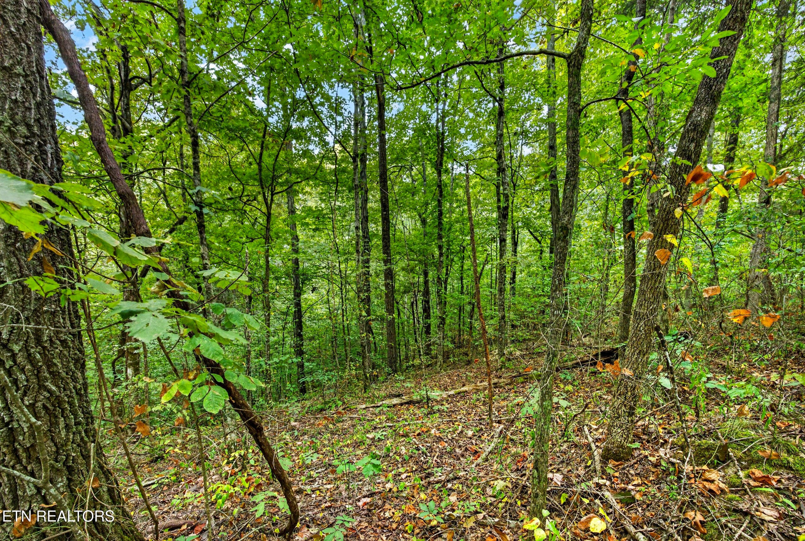 6-8N5A6498 - Lot 20,23& 24 Timber Ridge Lane, Celina, TN 38551