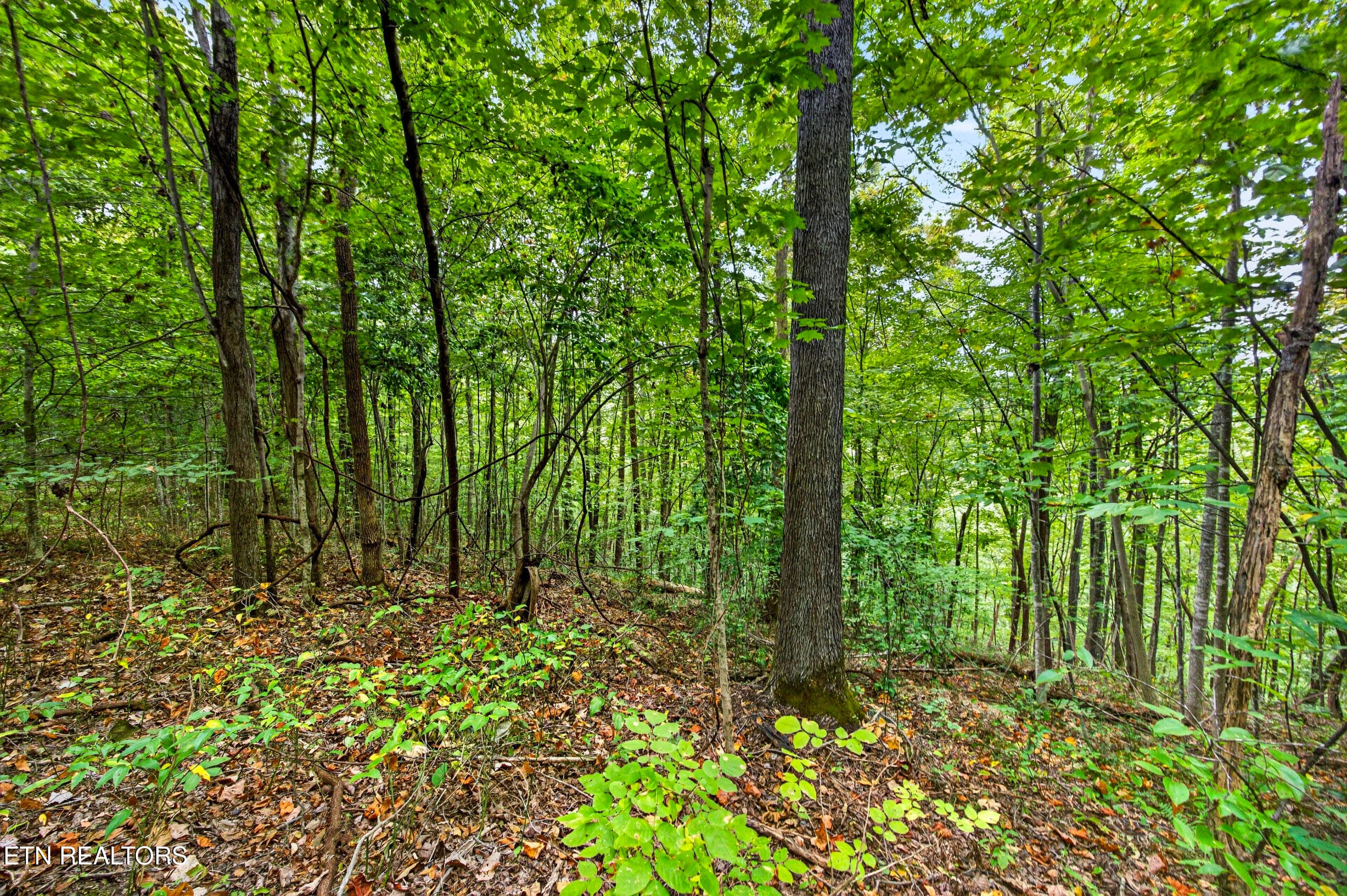 1-8N5A6761 - Lot 28 & 29 Timber Ridge Lane, Celina, TN 38551