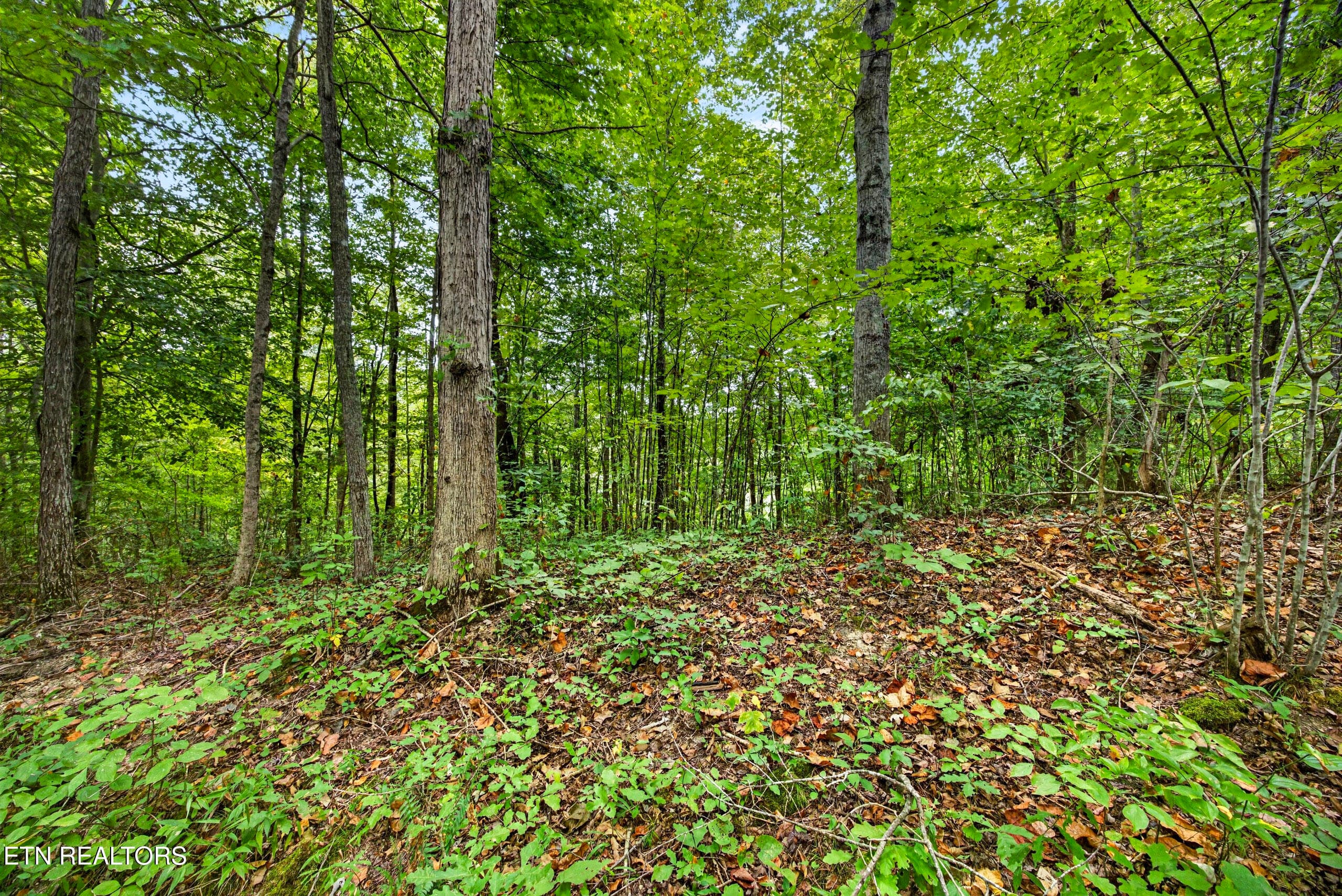 6-8N5A6748 - Lot 28 & 29 Timber Ridge Lane, Celina, TN 38551