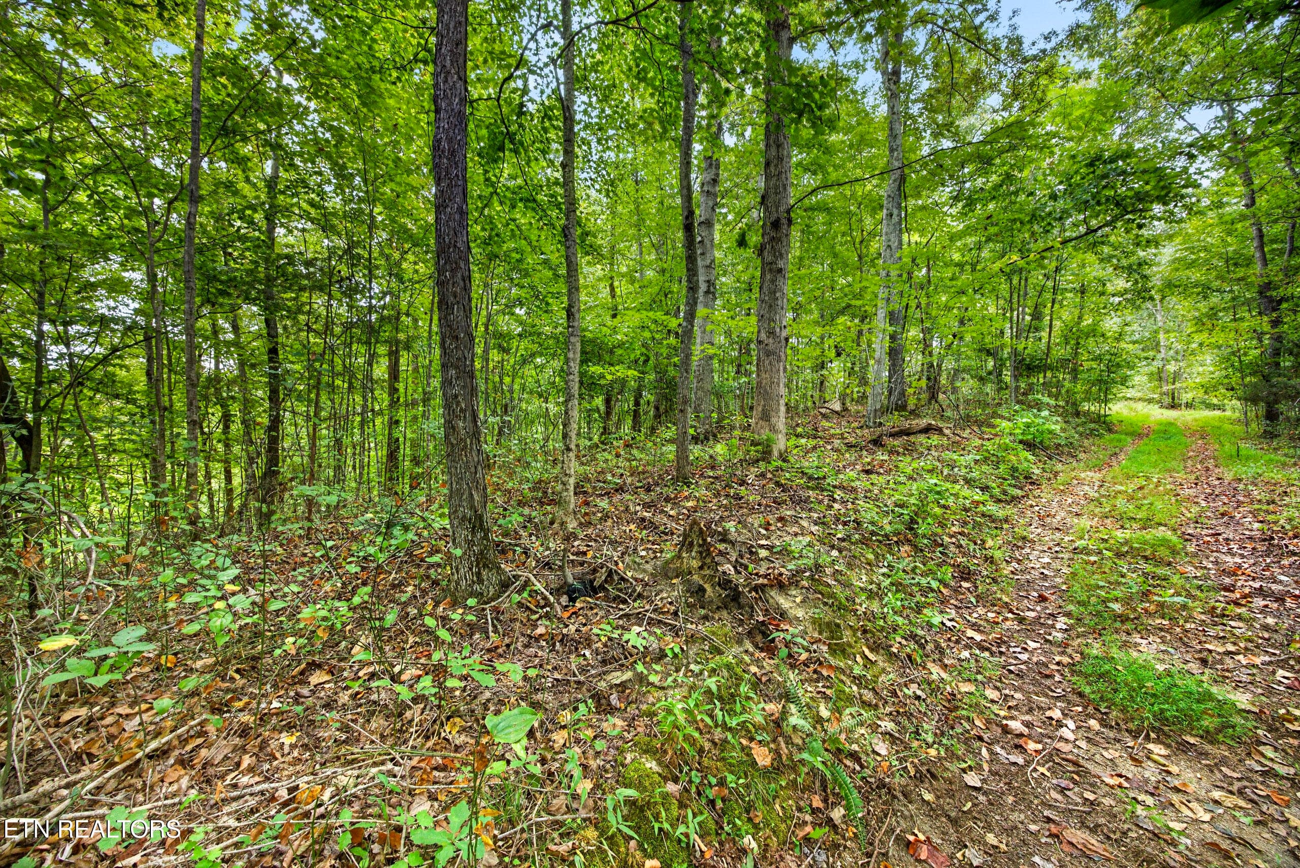 7-8N5A6744 - Lot 28 & 29 Timber Ridge Lane, Celina, TN 38551