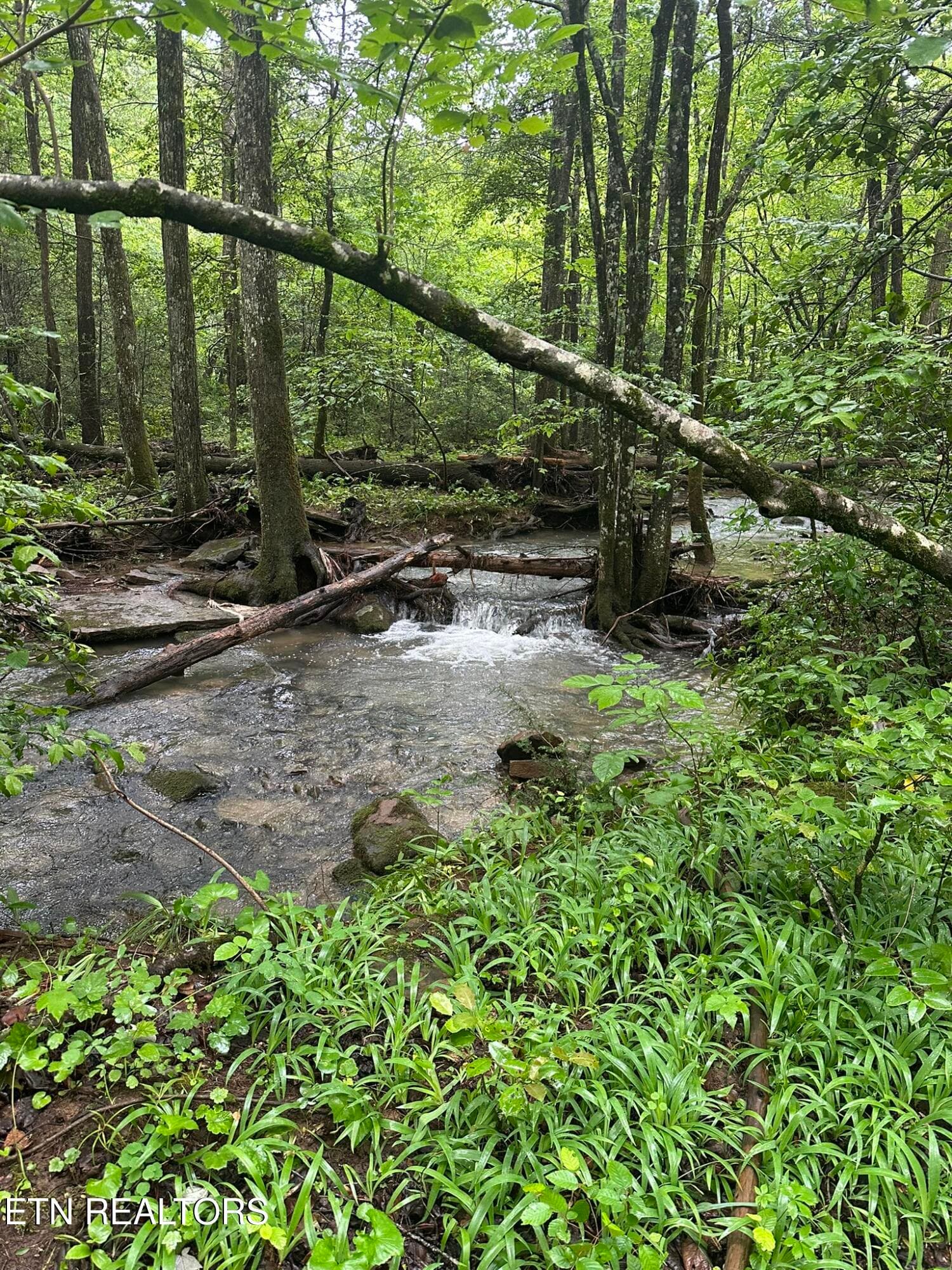 IMG_2454 - 247 Copperhead Rd, Oakdale, TN 37829