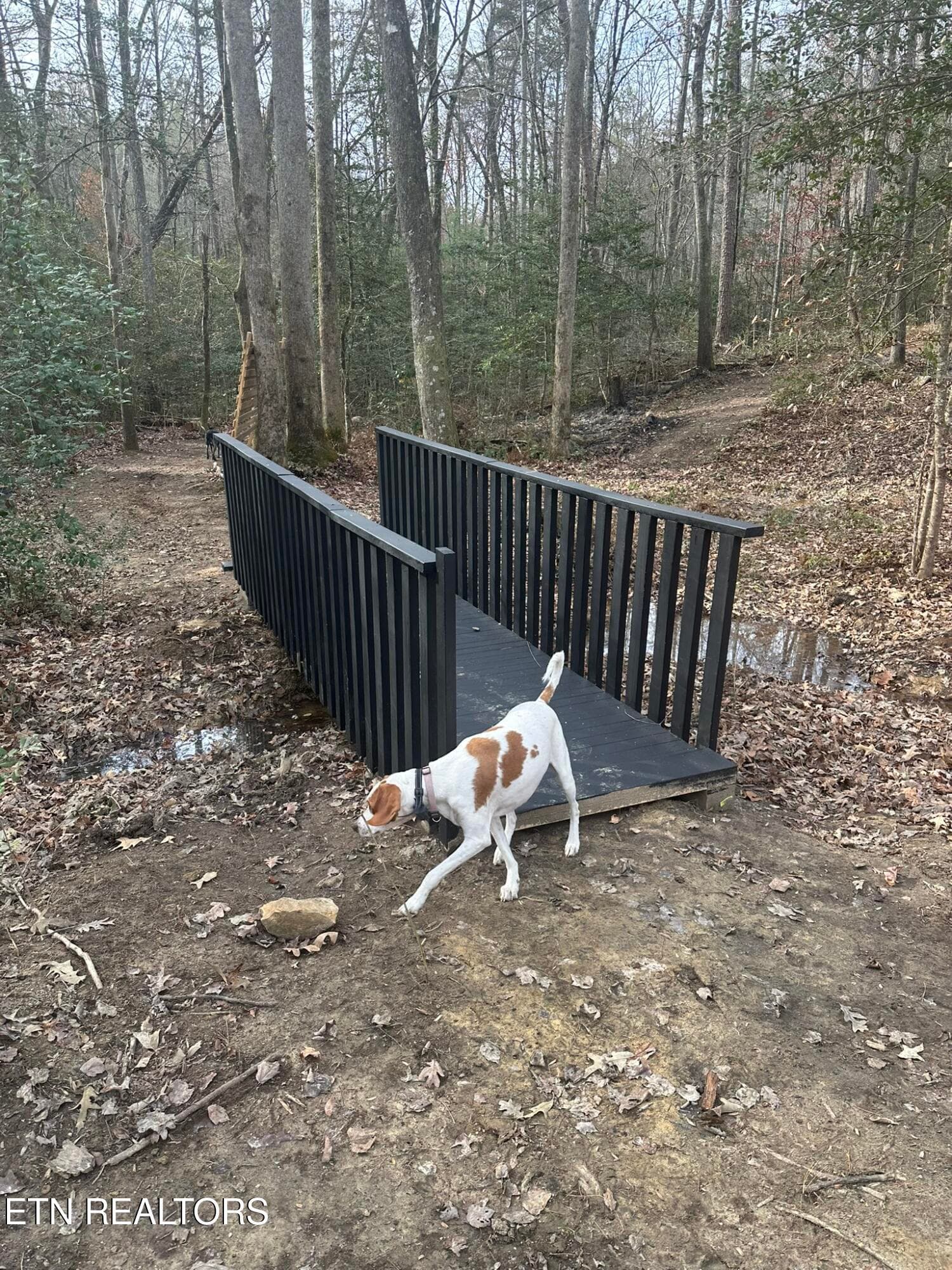 IMG_5050 - 247 Copperhead Rd, Oakdale, TN 37829