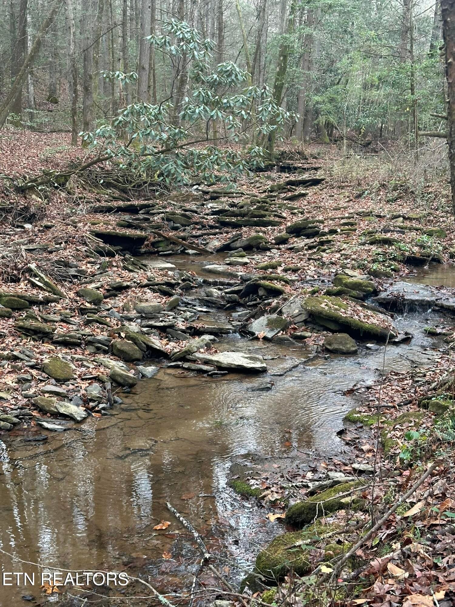 IMG_9227 - 247 Copperhead Rd, Oakdale, TN 37829