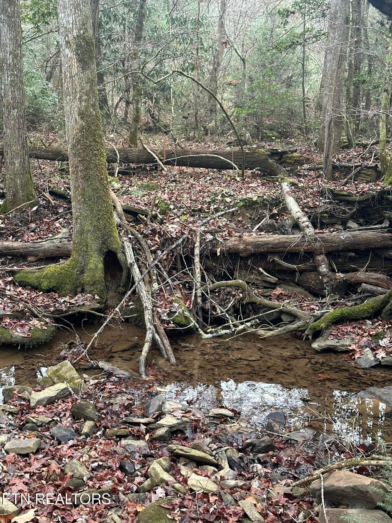 IMG_9228 - 247 Copperhead Rd, Oakdale, TN 37829