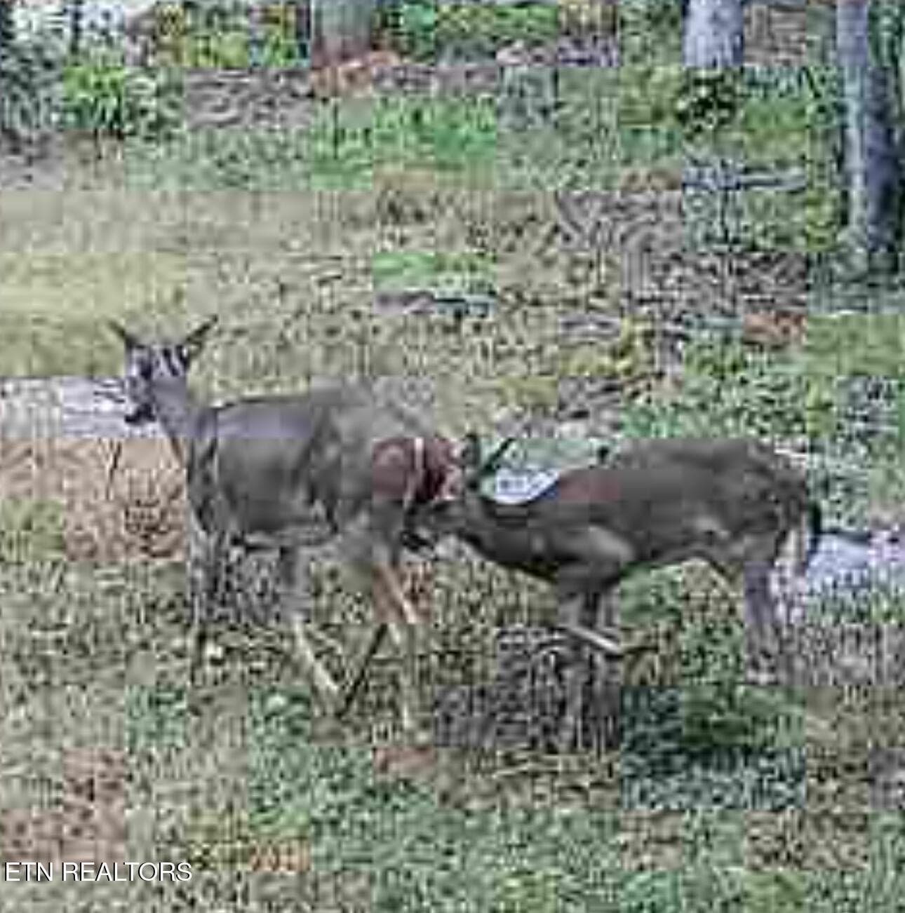 deer - 247 Copperhead Rd, Oakdale, TN 37829