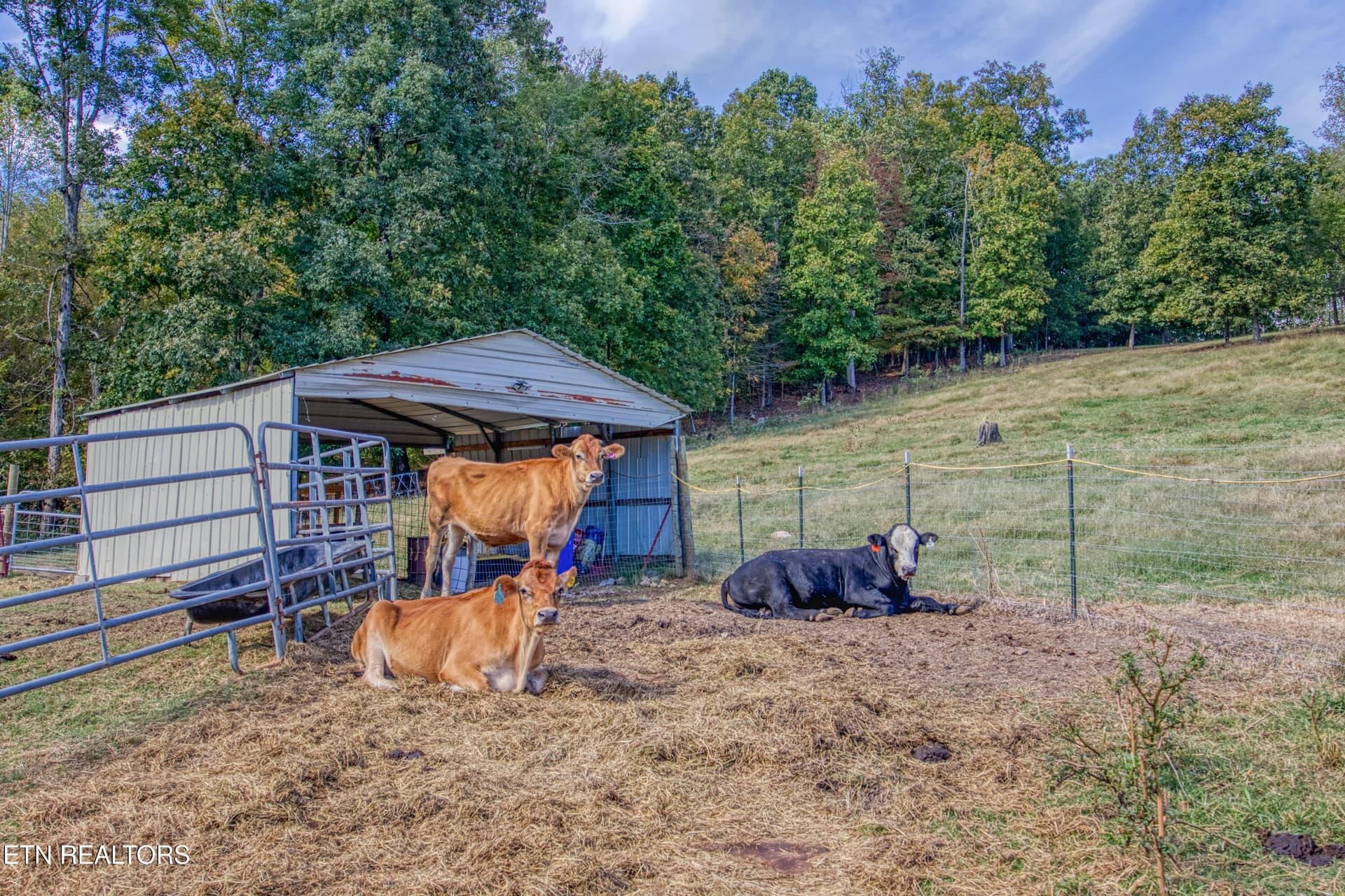 0H3A8128_31 - 612 County Road 110, Athens, TN 37303