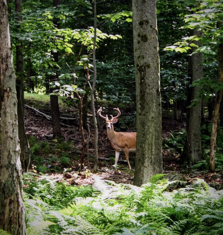 wildlife - LOT# F885 Ridge Road, Clifton Township, PA 18424, Clifton Township