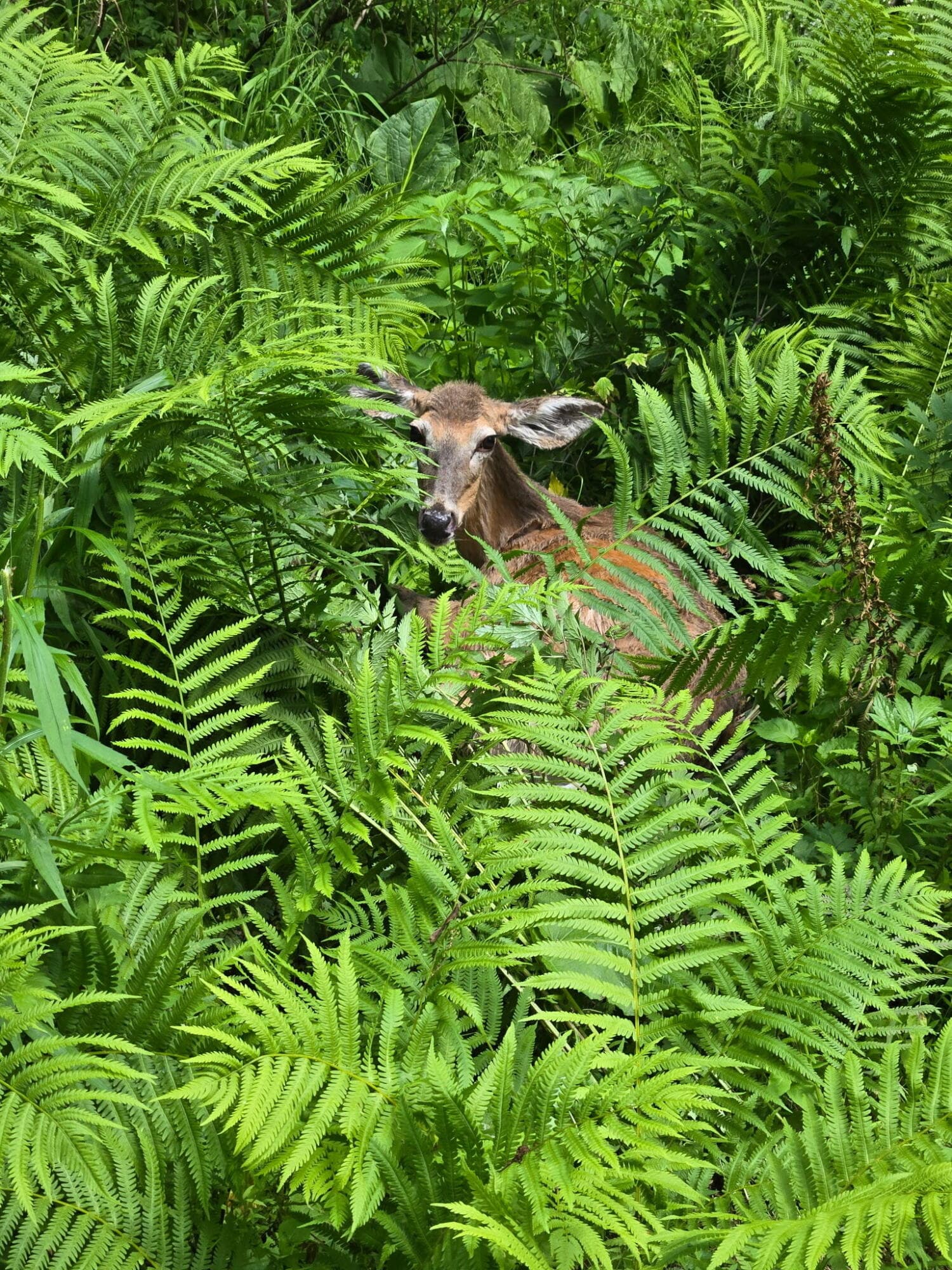 Ferns - 1341 Beaver Valley Road, Stroudsburg, PA 18360, Stroudsburg