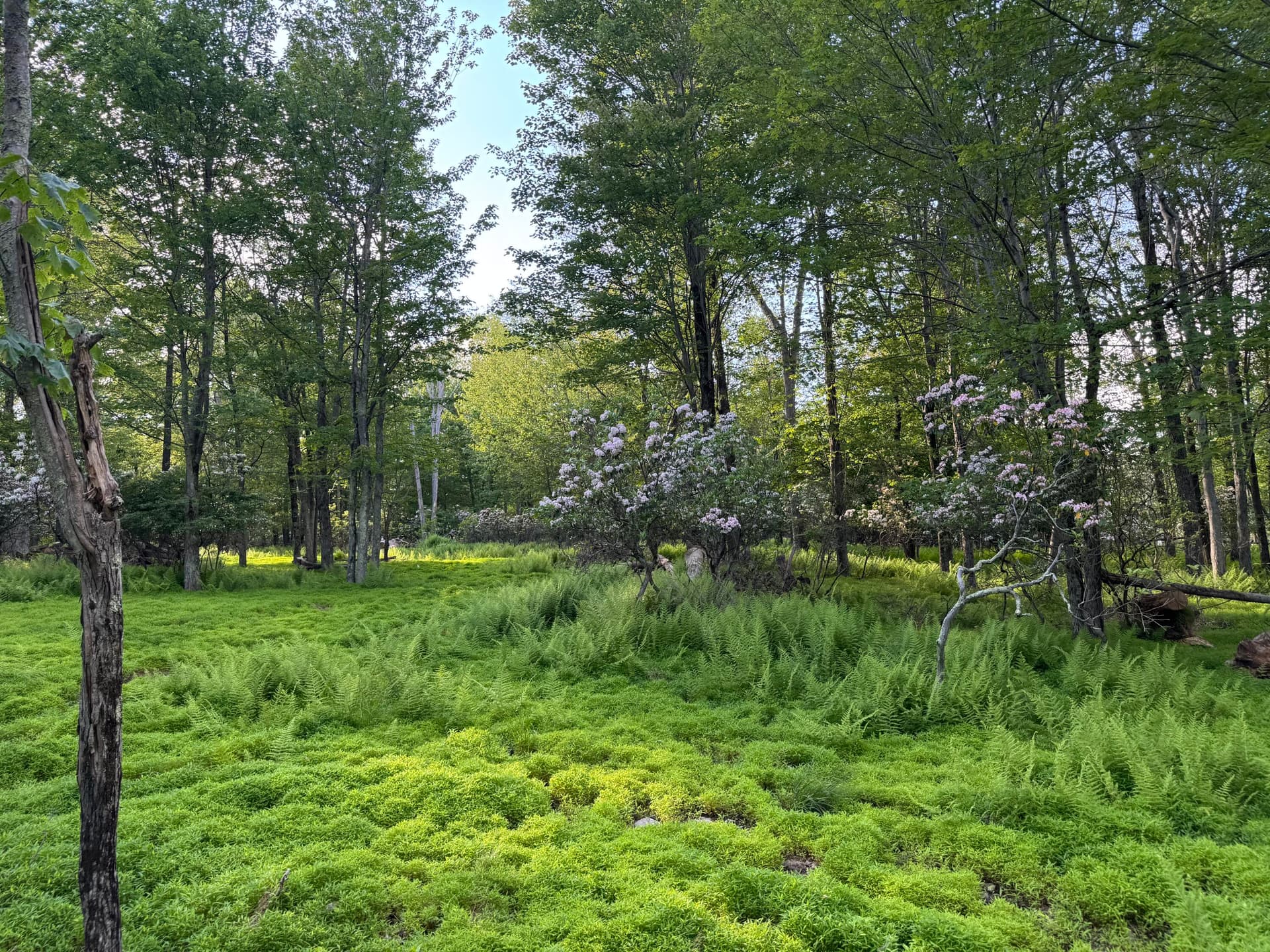 IMG_8001 - Lot 10 Twilight Dr Drive, Cresco, PA 18326