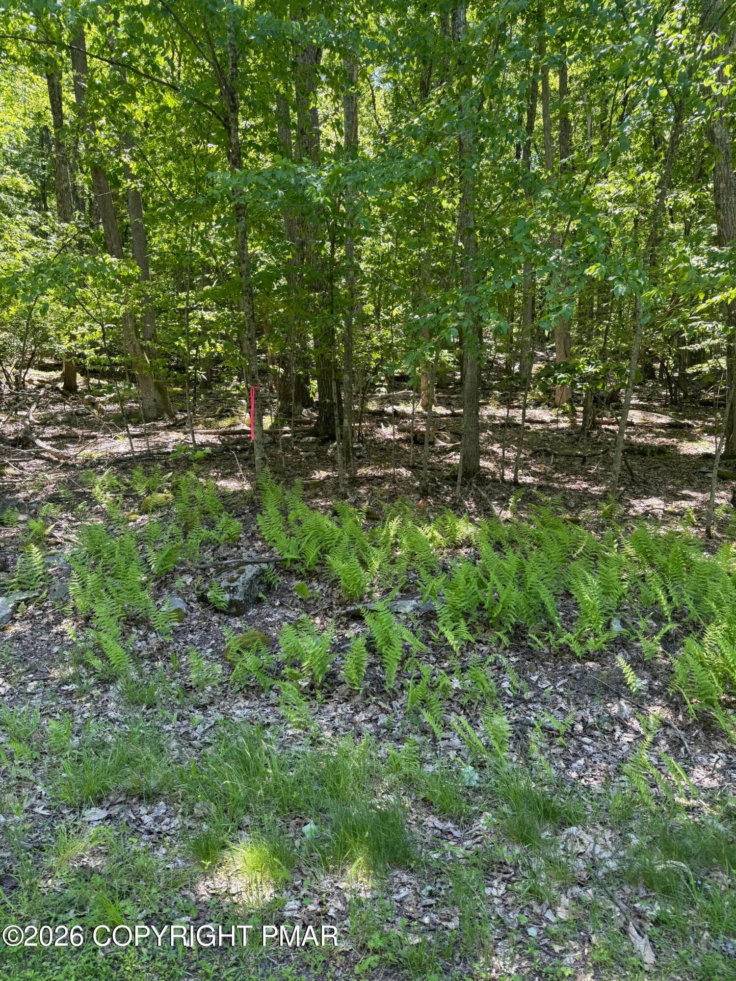Paper Birch N, Tafton, PA 18464