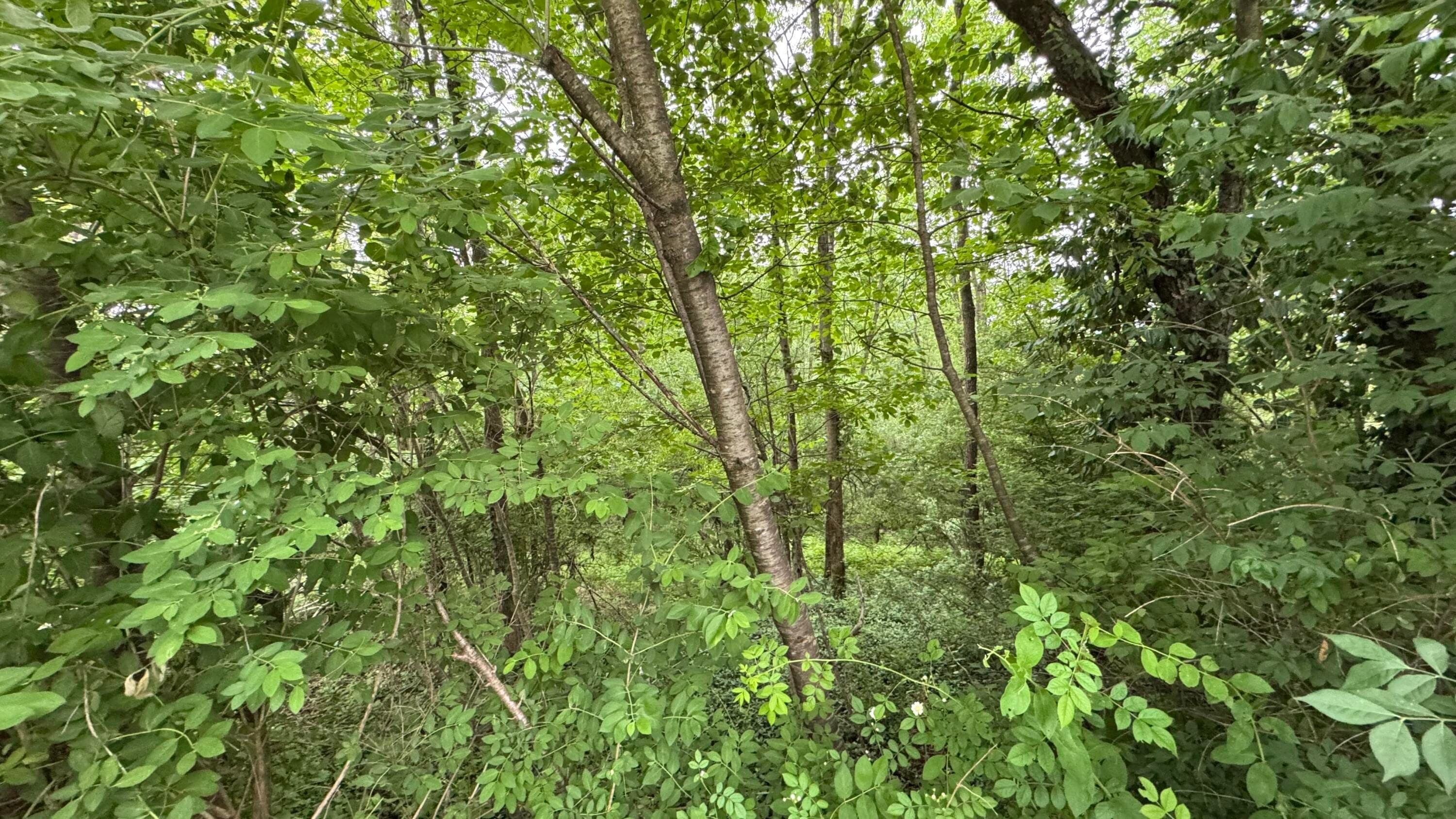 IMG_0925 - Ashley Ct H15 Court, Kunkletown, PA 18058, Kunkletown