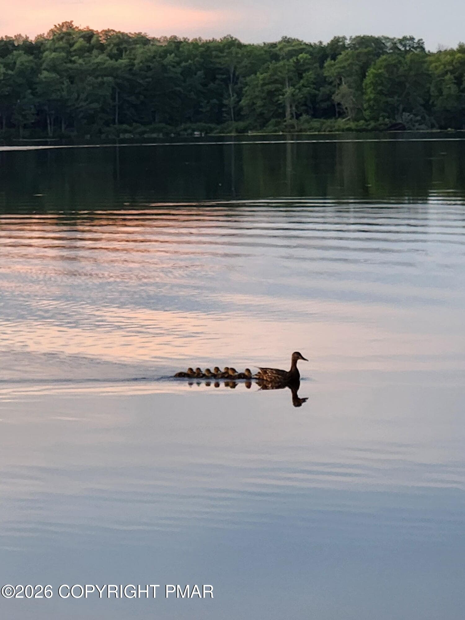 Wildlife - 43 Big Bass Drive, Clifton Township, PA 18424, Clifton Township
