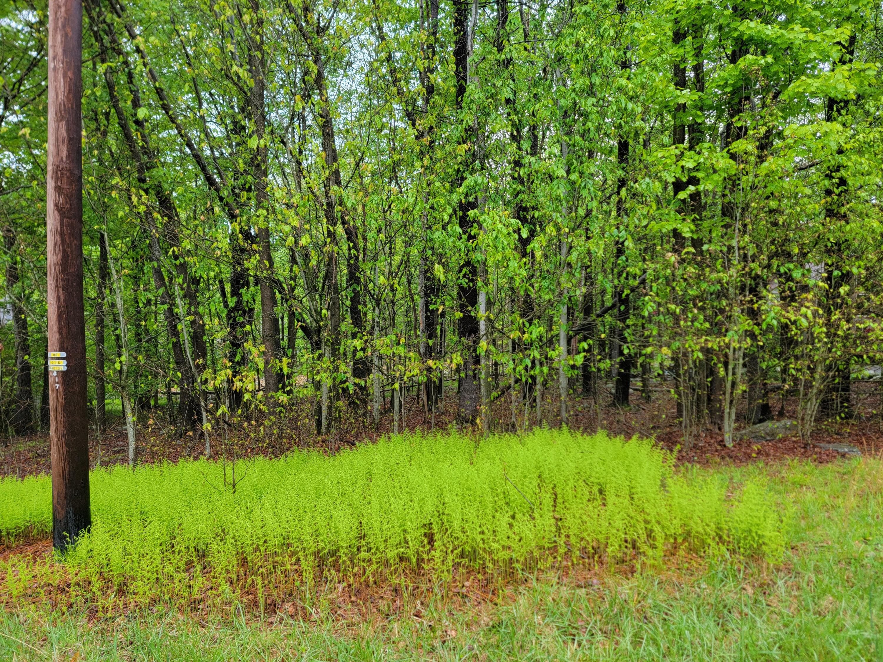 20250522_145306 - 1230 N Lehigh River Dr J 1230 Drive, Clifton Township, PA 18424, Clifton Township