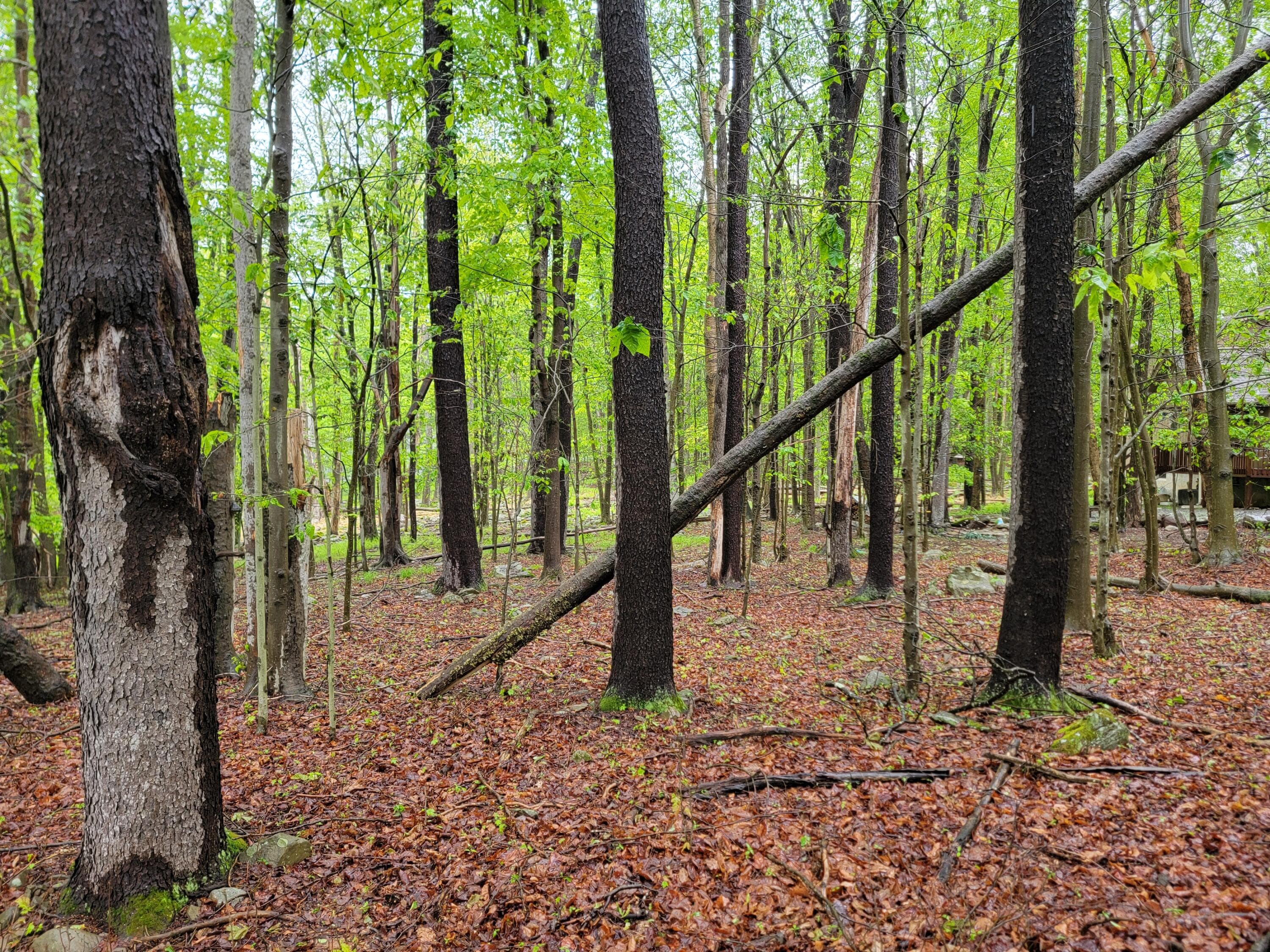 20250522_145328 - 1230 N Lehigh River Dr J 1230 Drive, Clifton Township, PA 18424, Clifton Township